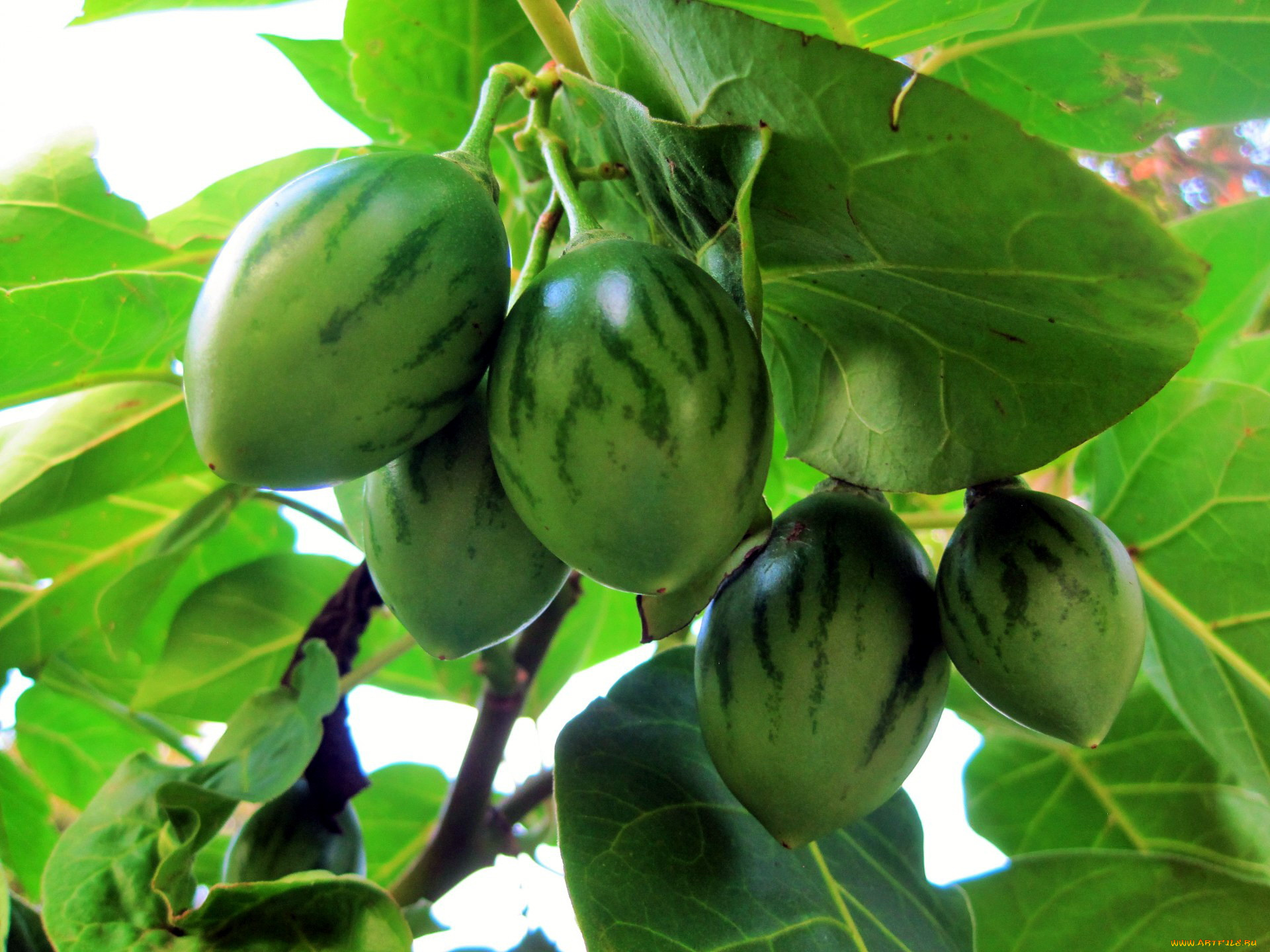 природа, плоды, tree-tomato, fruit