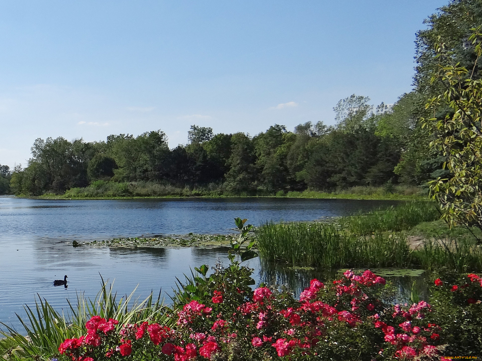 природа, реки, озера, река, деревья, лето, цветы