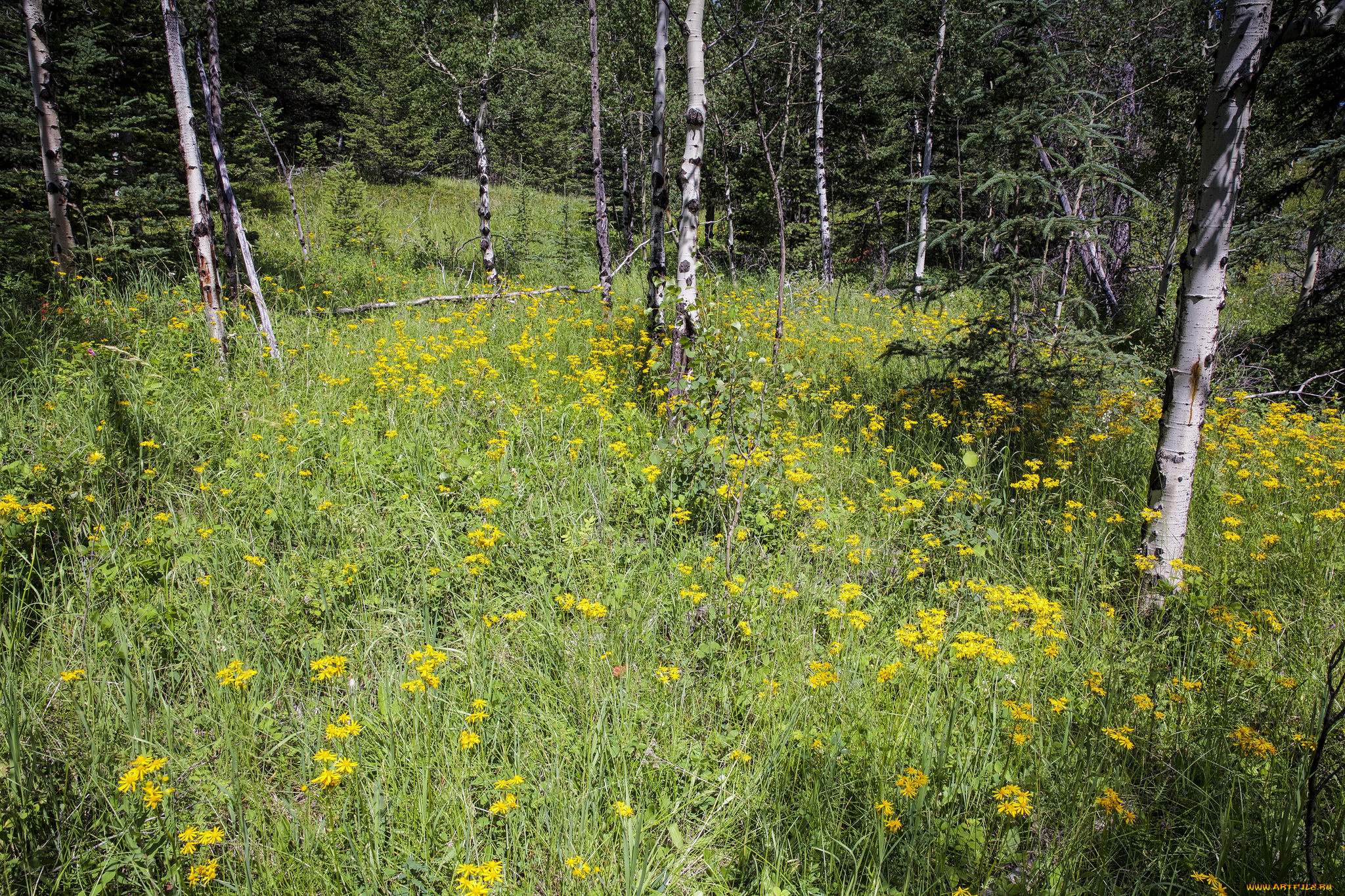 природа, лес, простор