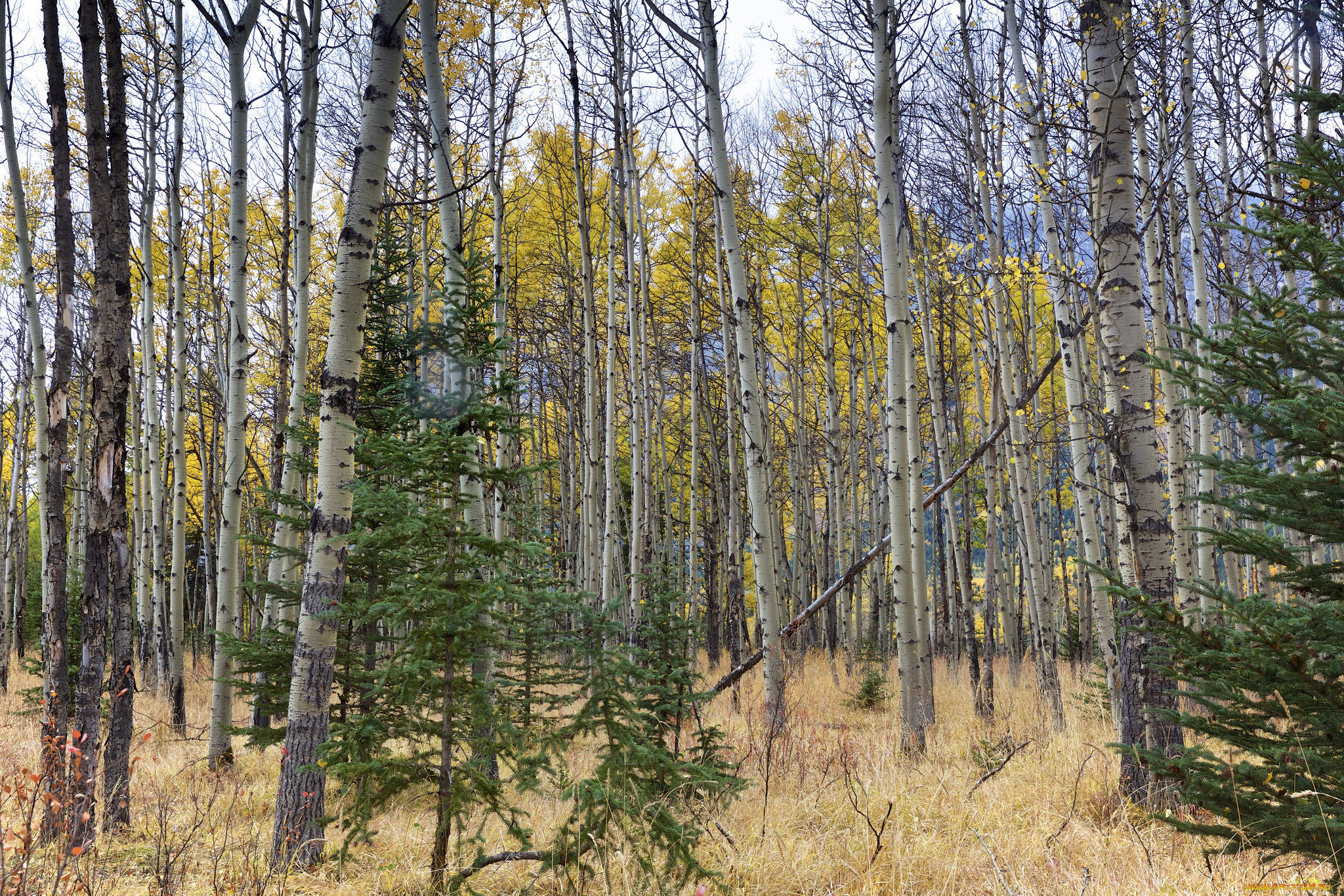 природа, лес, простор