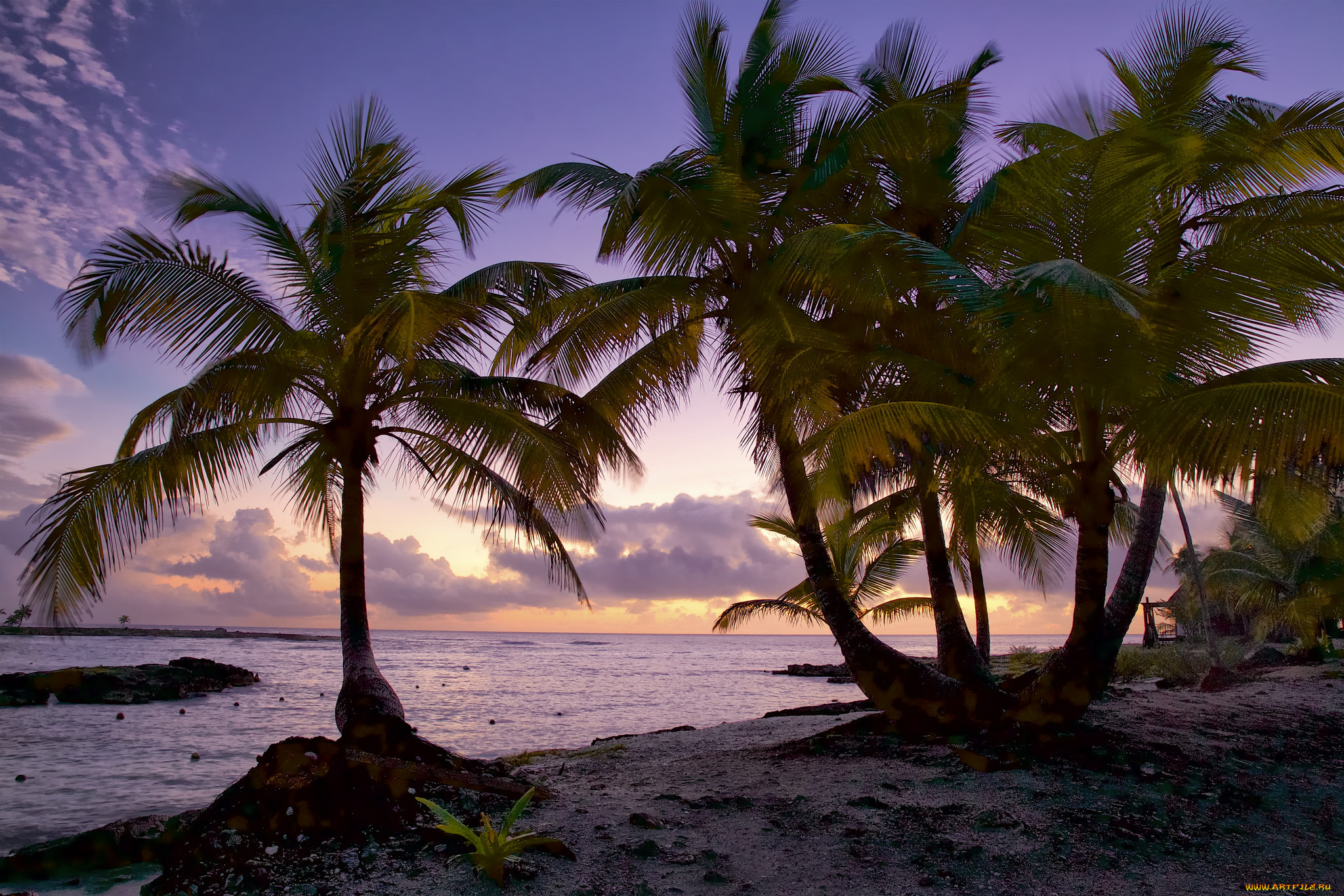 природа, тропики, простор