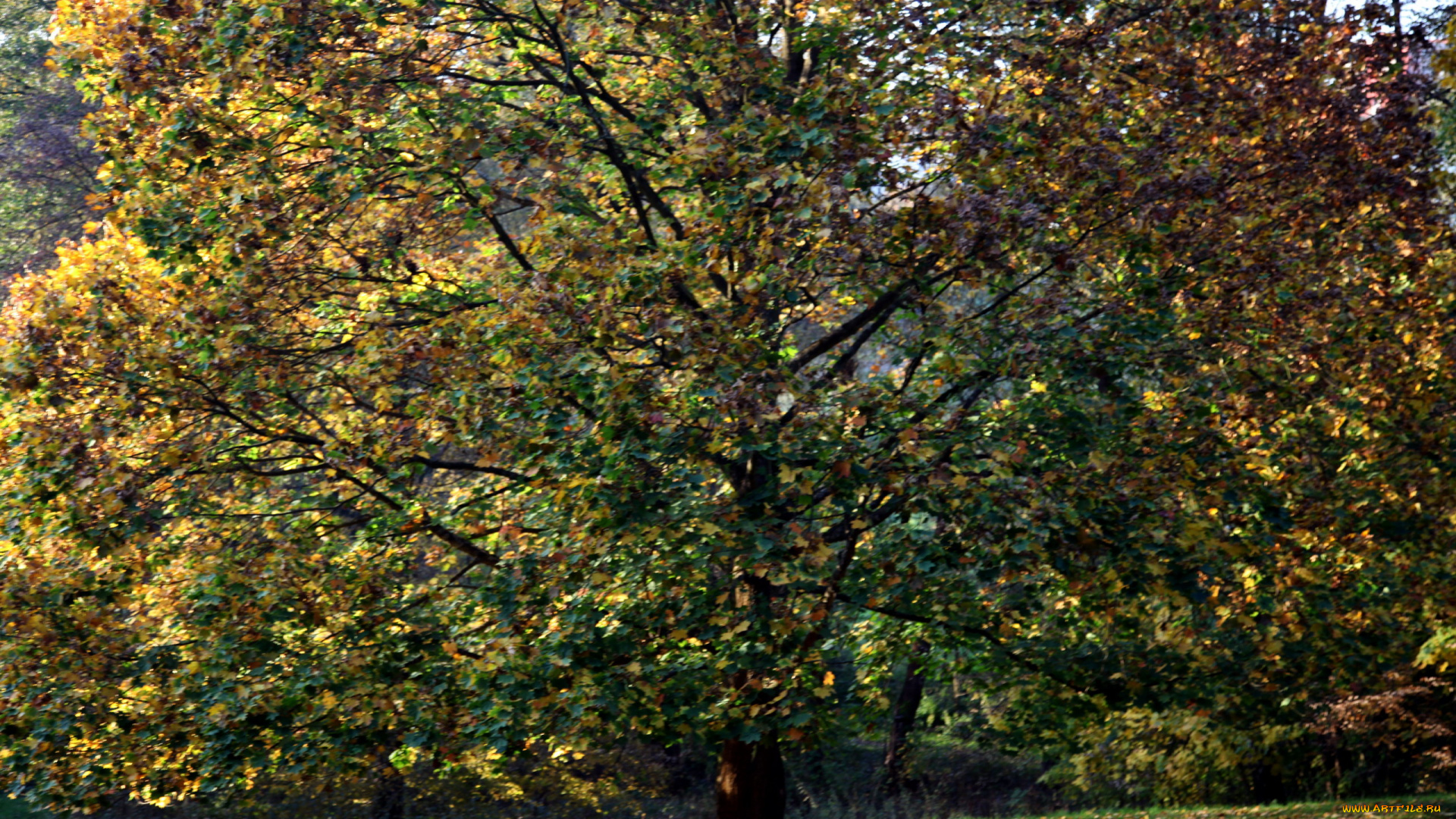 природа, деревья, дерево