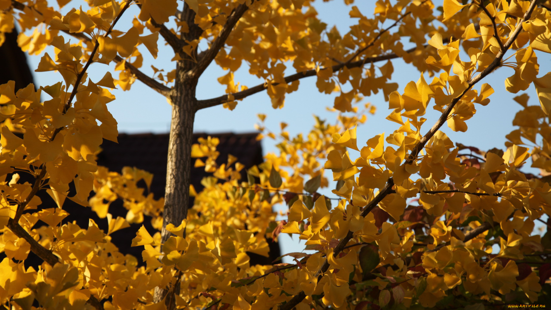 природа, листья, осень