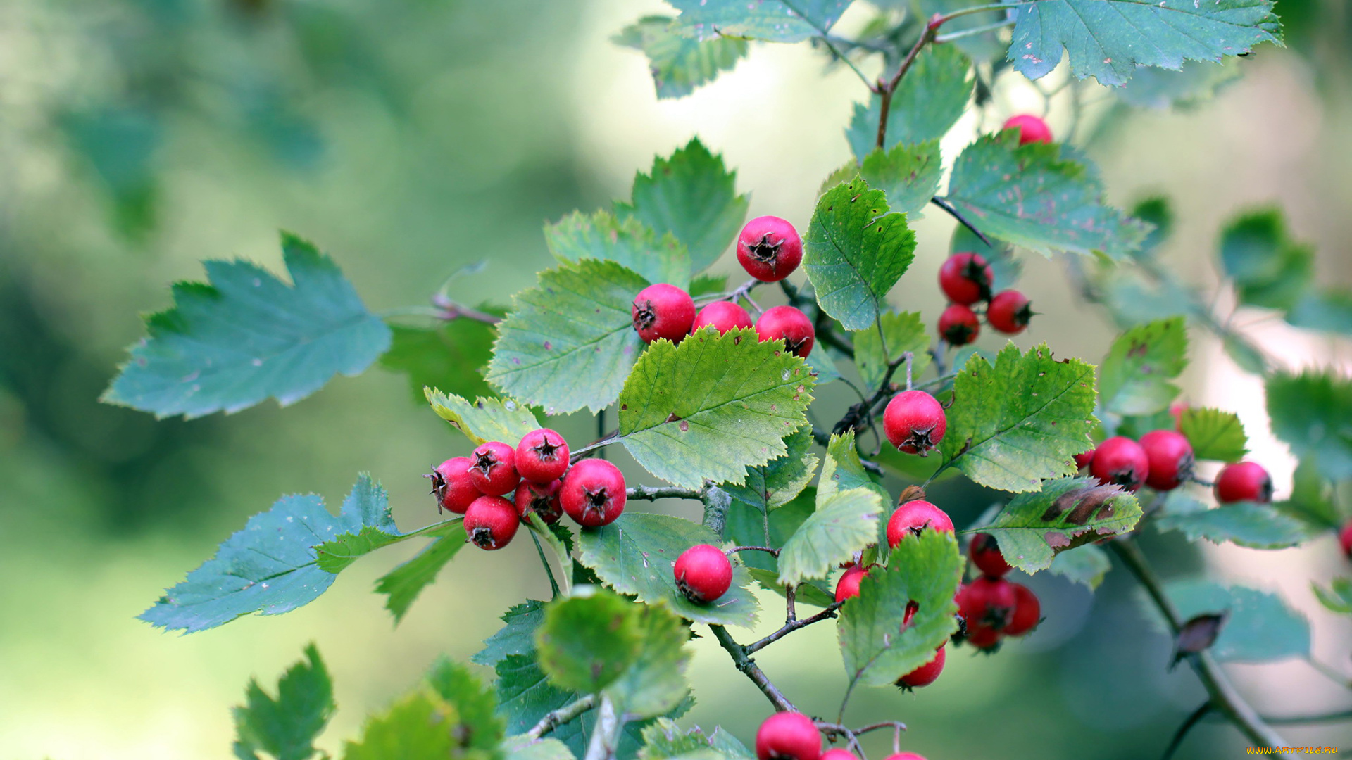 природа, Ягоды, ветка, ягоды