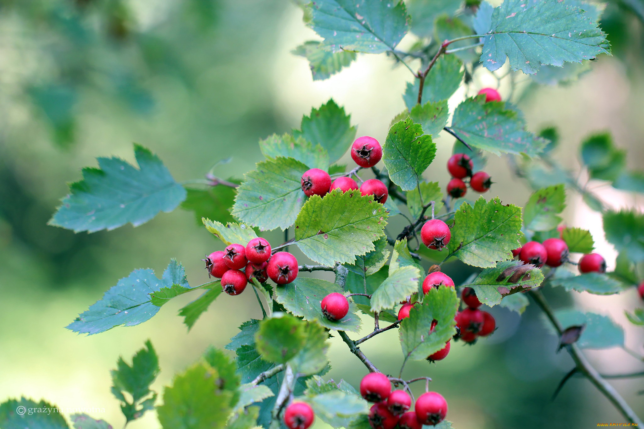 природа, Ягоды, ветка, ягоды