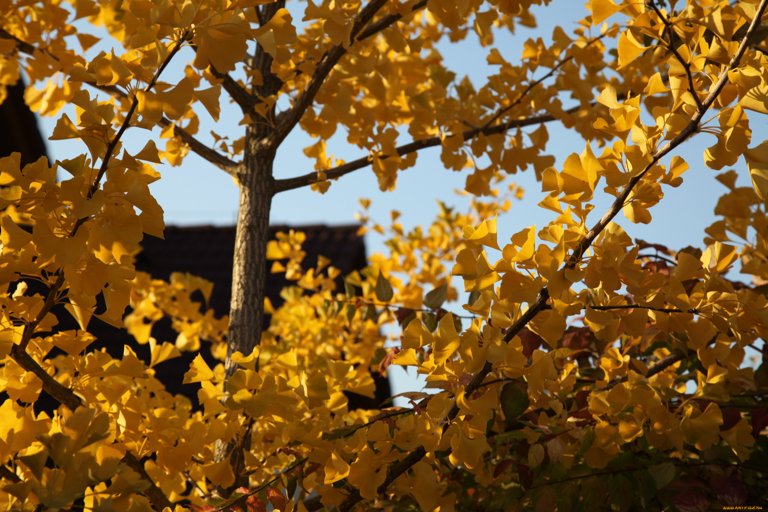 природа, листья, осень