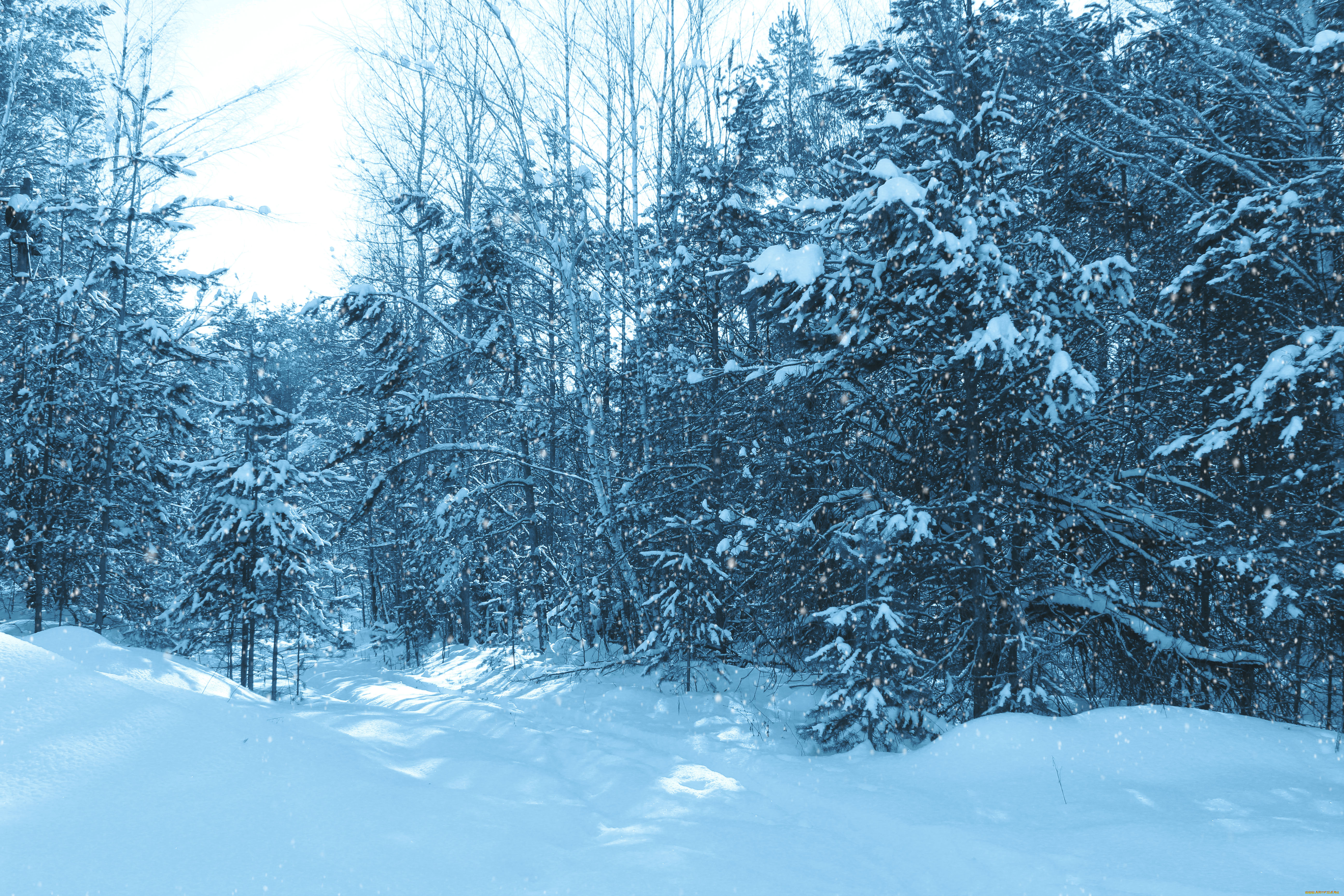 природа, зима, деревья, лес, снег