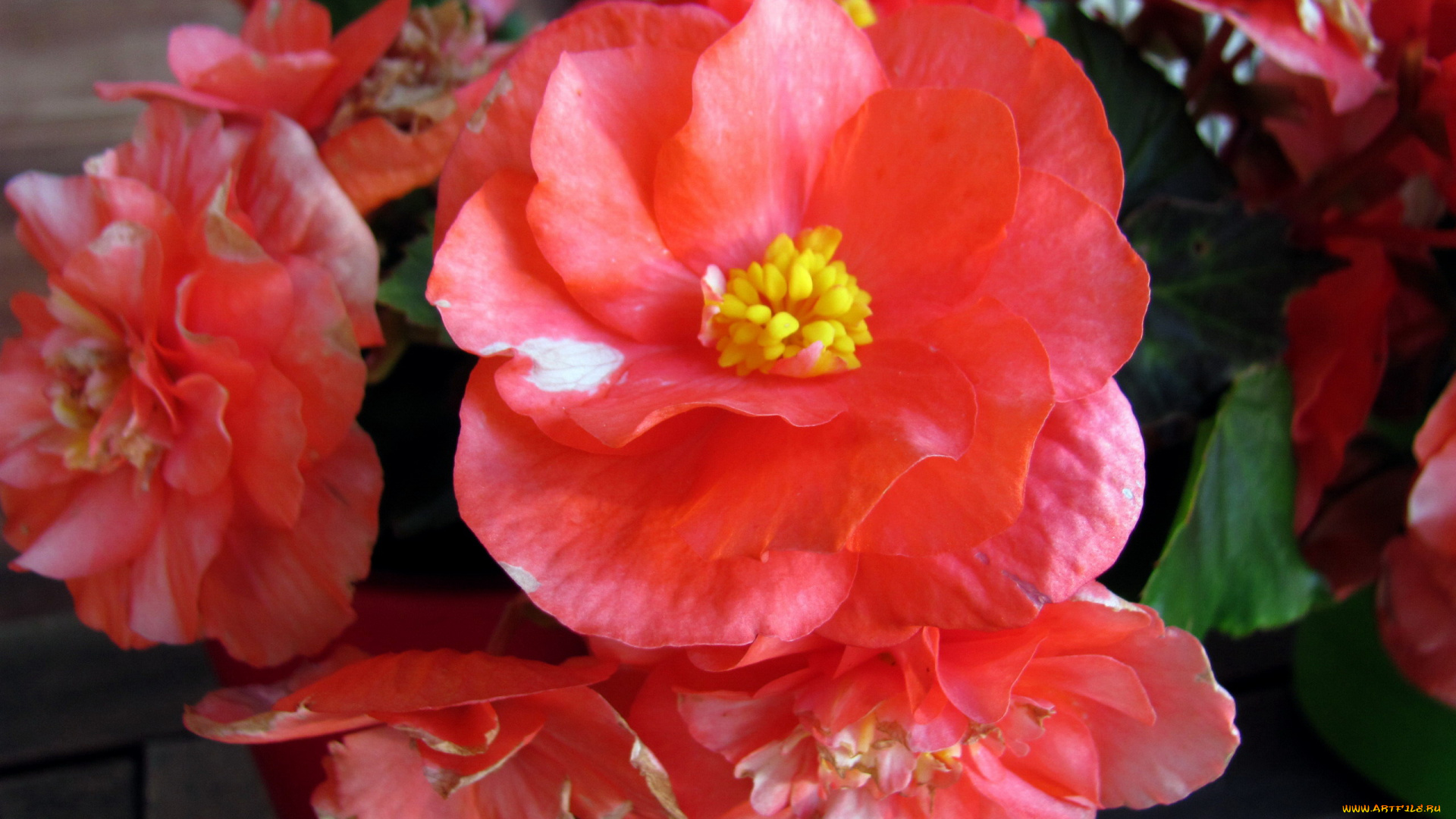 цветы, бегония, розовая, макро