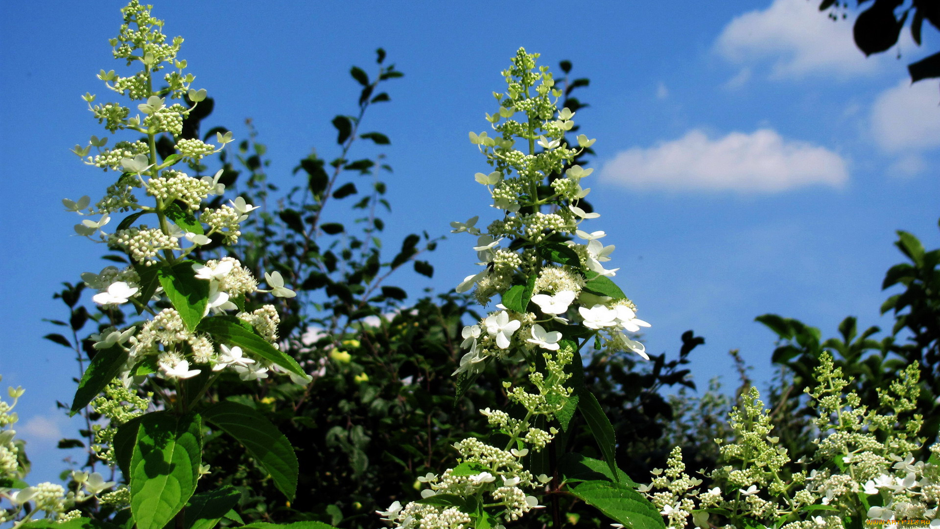 цветы, цветущие, деревья, , , кустарники, весна, небо, цветущий, куст