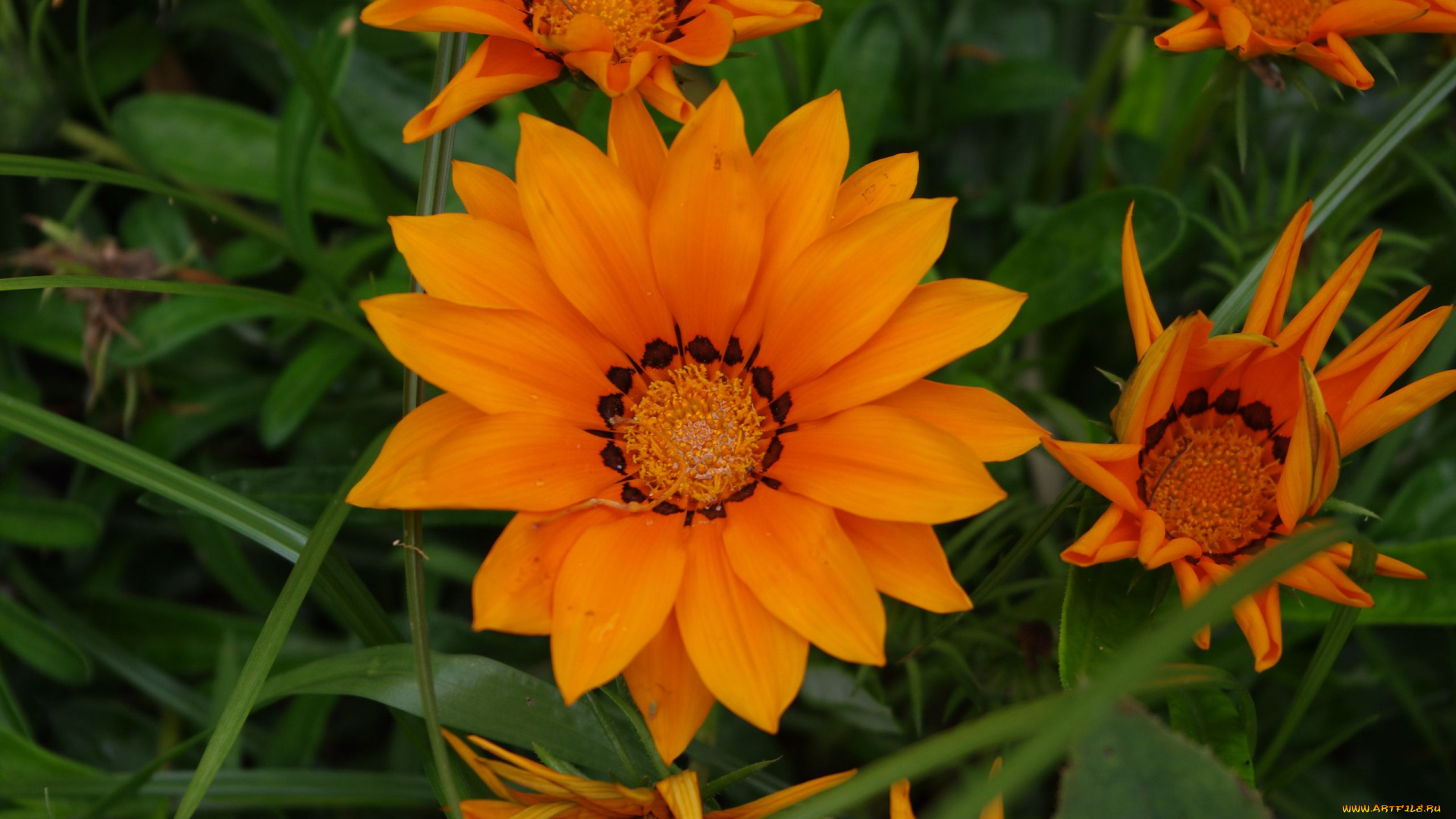 цветы, газания, оранжевая