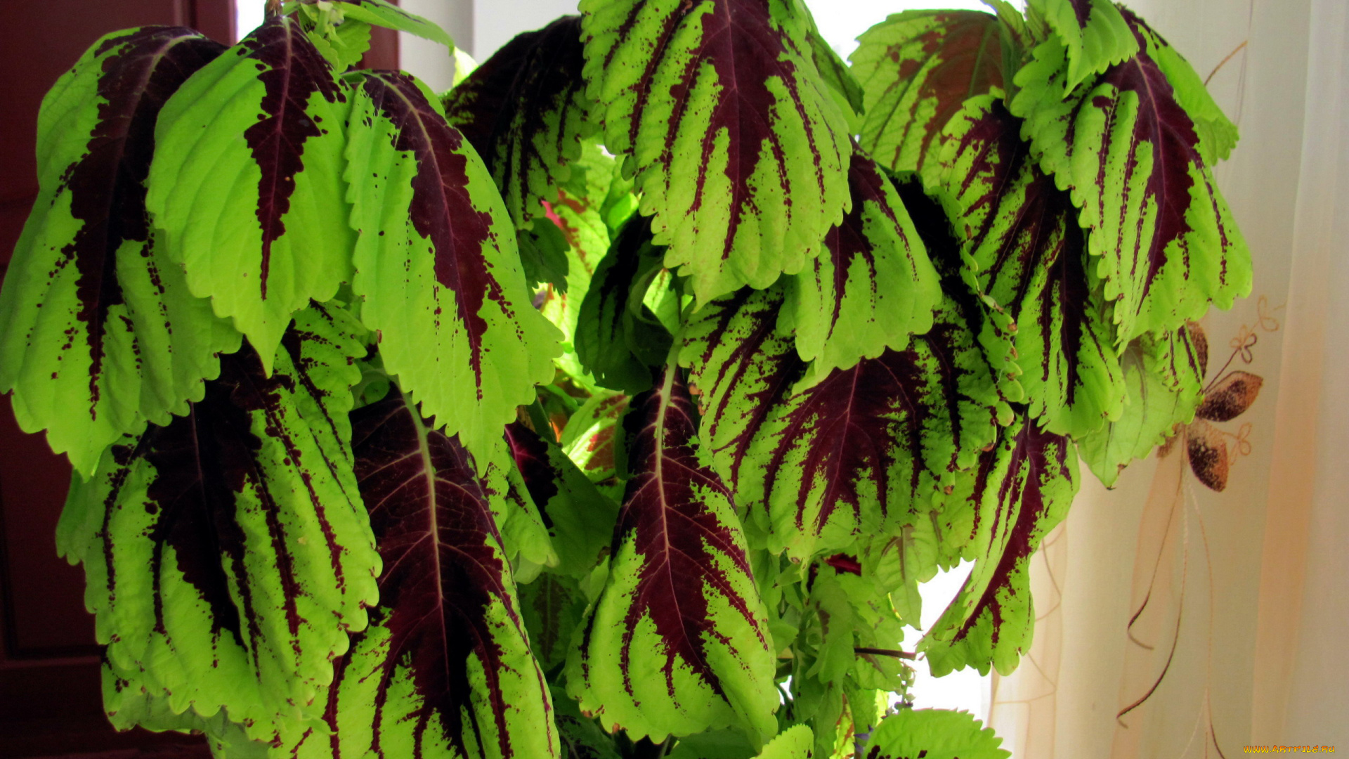 цветы, листья