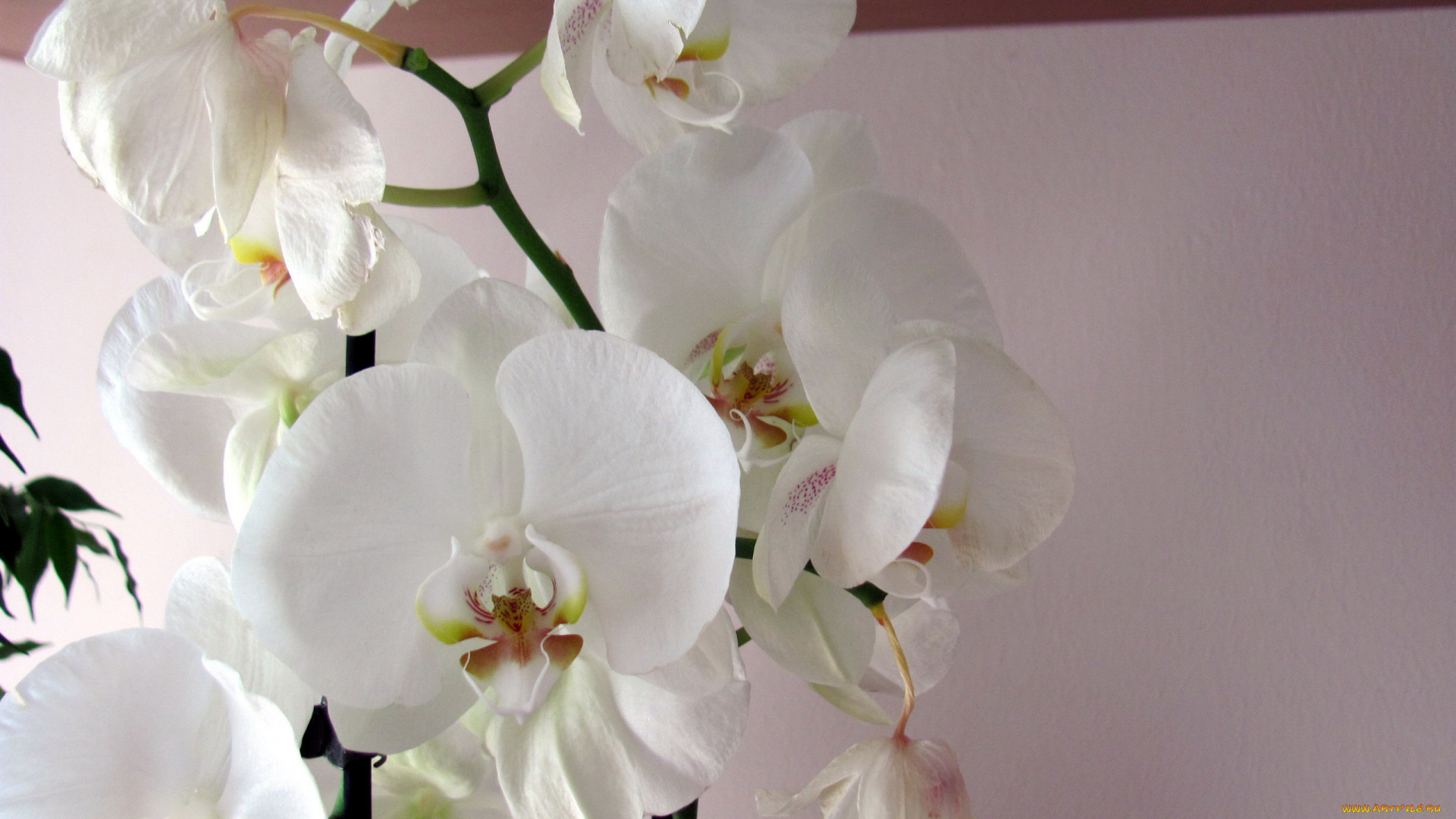 цветы, орхидеи, белые