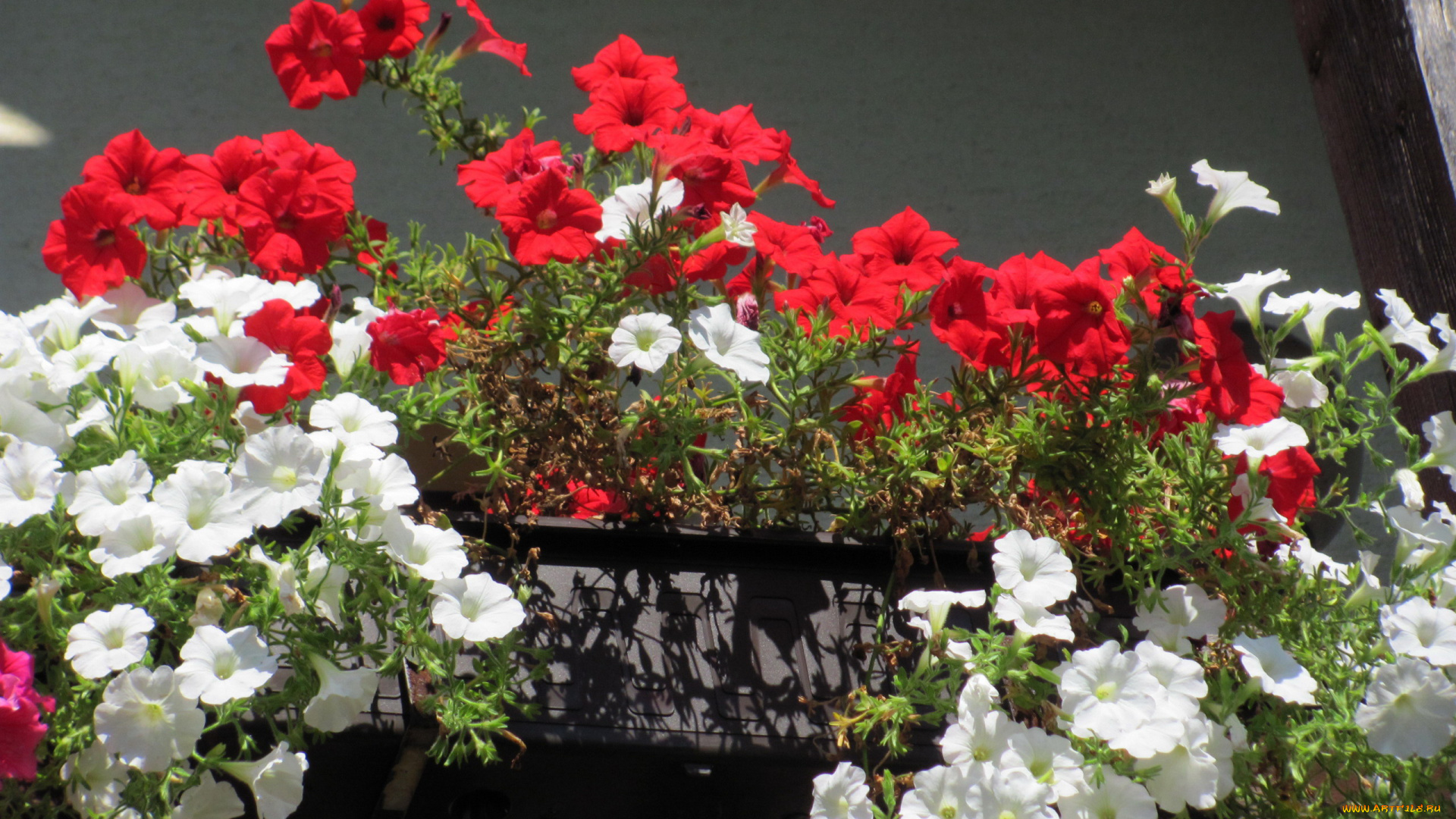 цветы, петунии, , калибрахоа, алые, белые