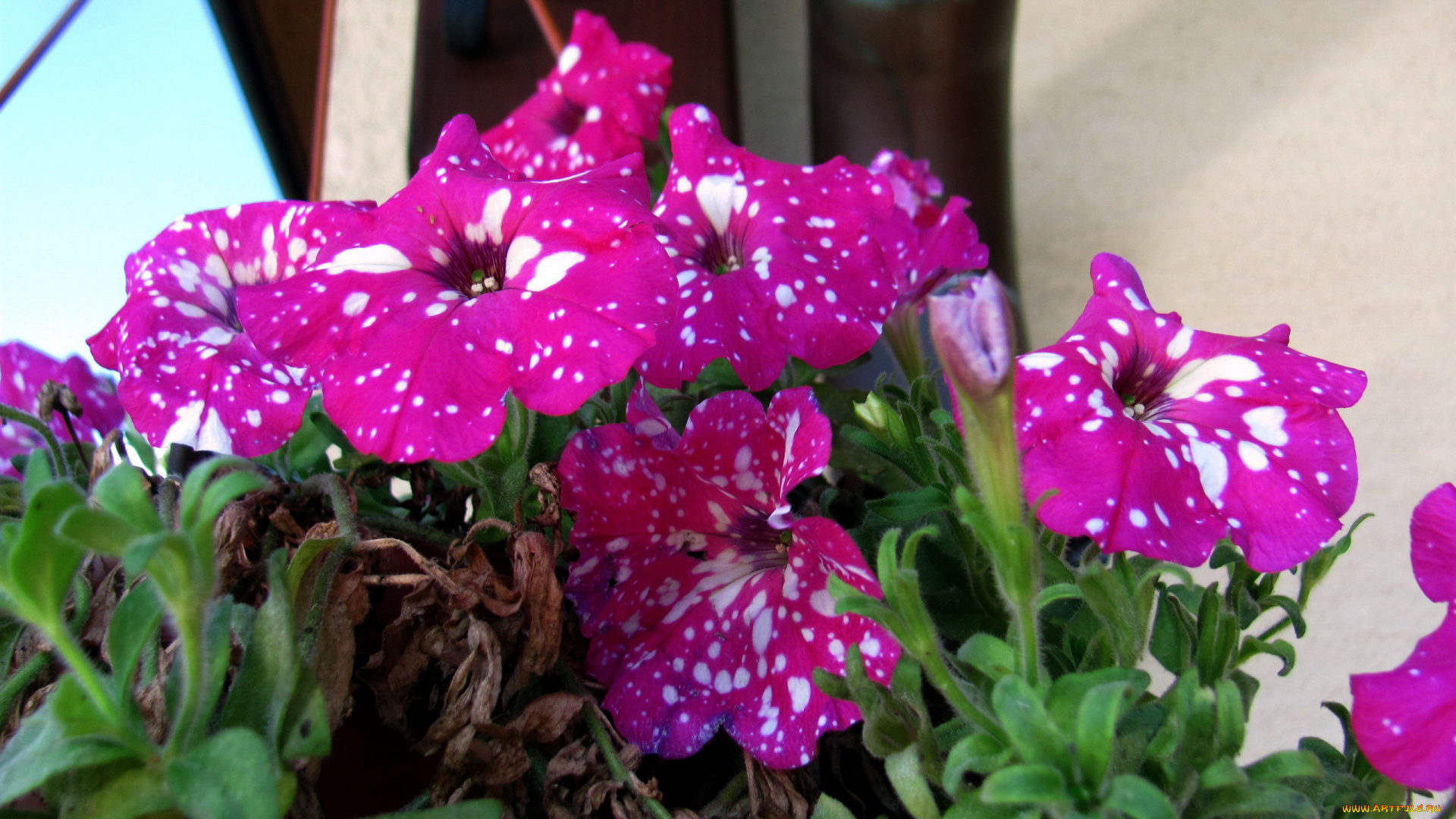 цветы, петунии, , калибрахоа, крапинки