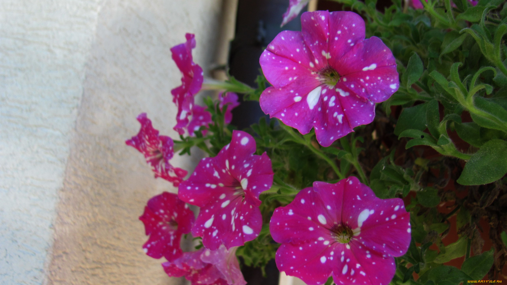 цветы, петунии, , калибрахоа, крапинки