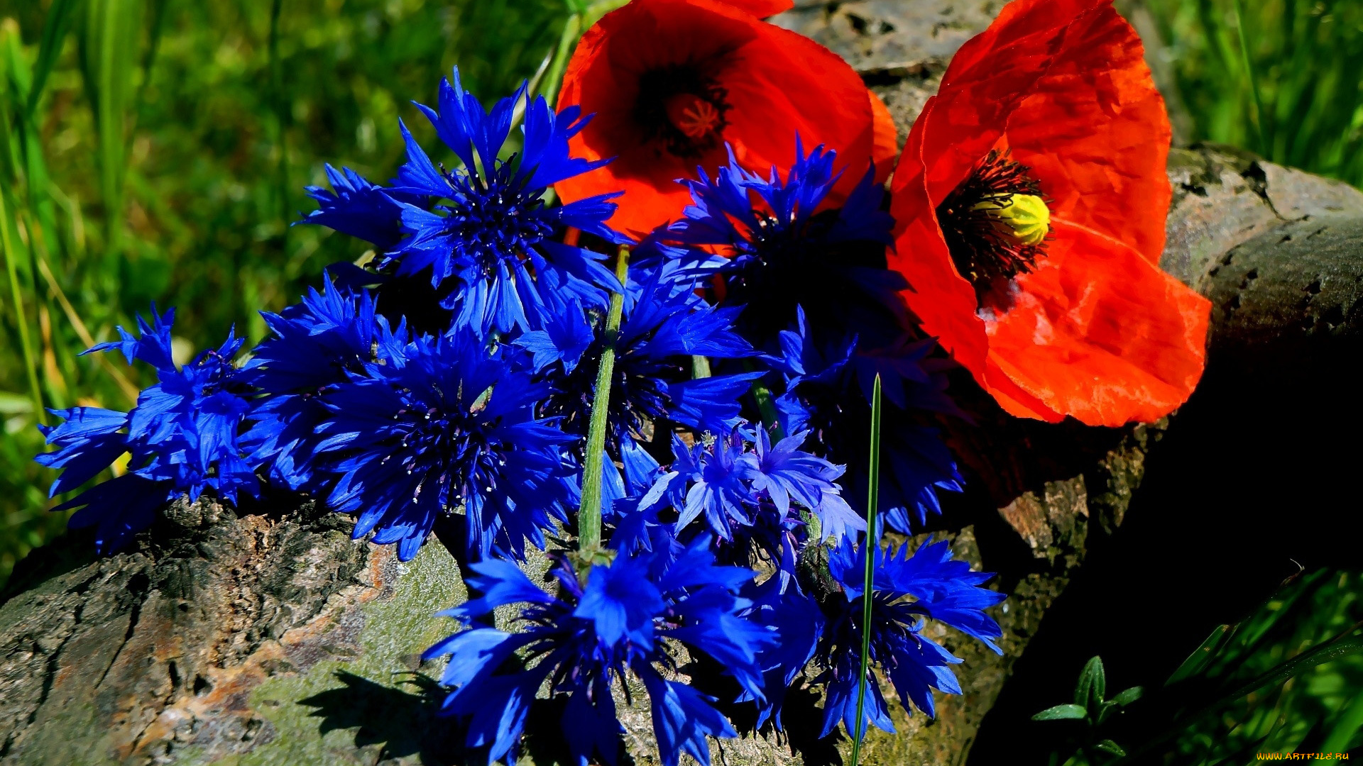 цветы, разные, вместе, алые, маки, синие, васильки
