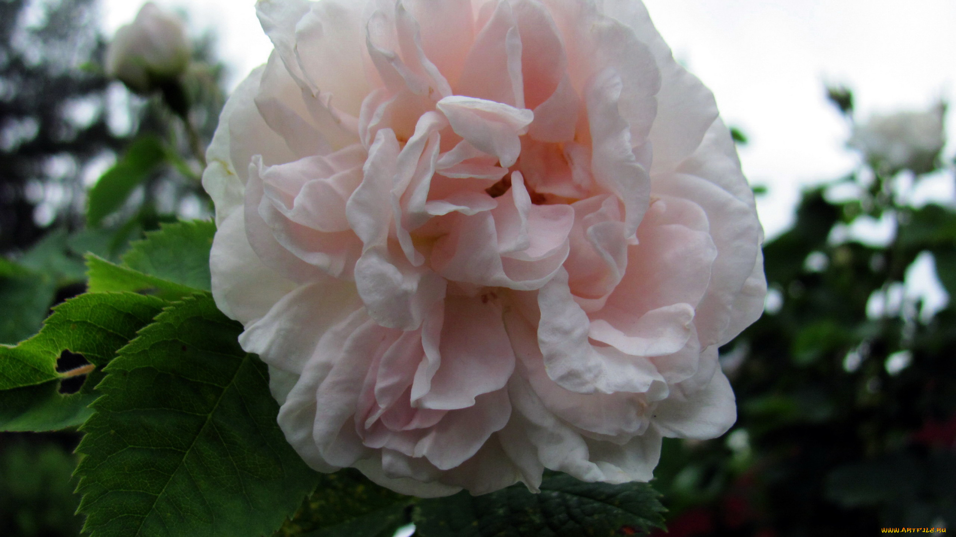 цветы, розы, макро