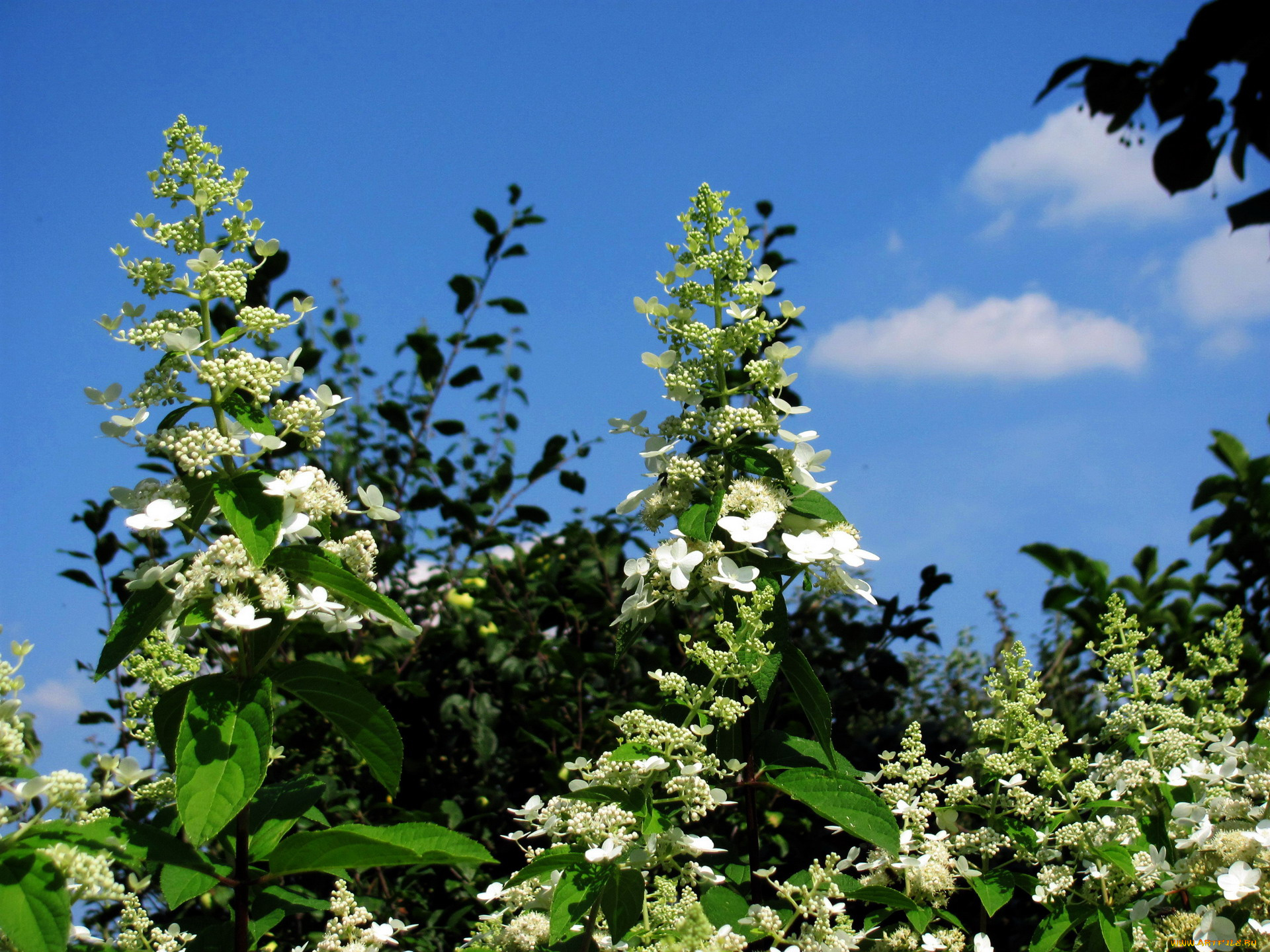 цветы, цветущие, деревья, , , кустарники, весна, небо, цветущий, куст