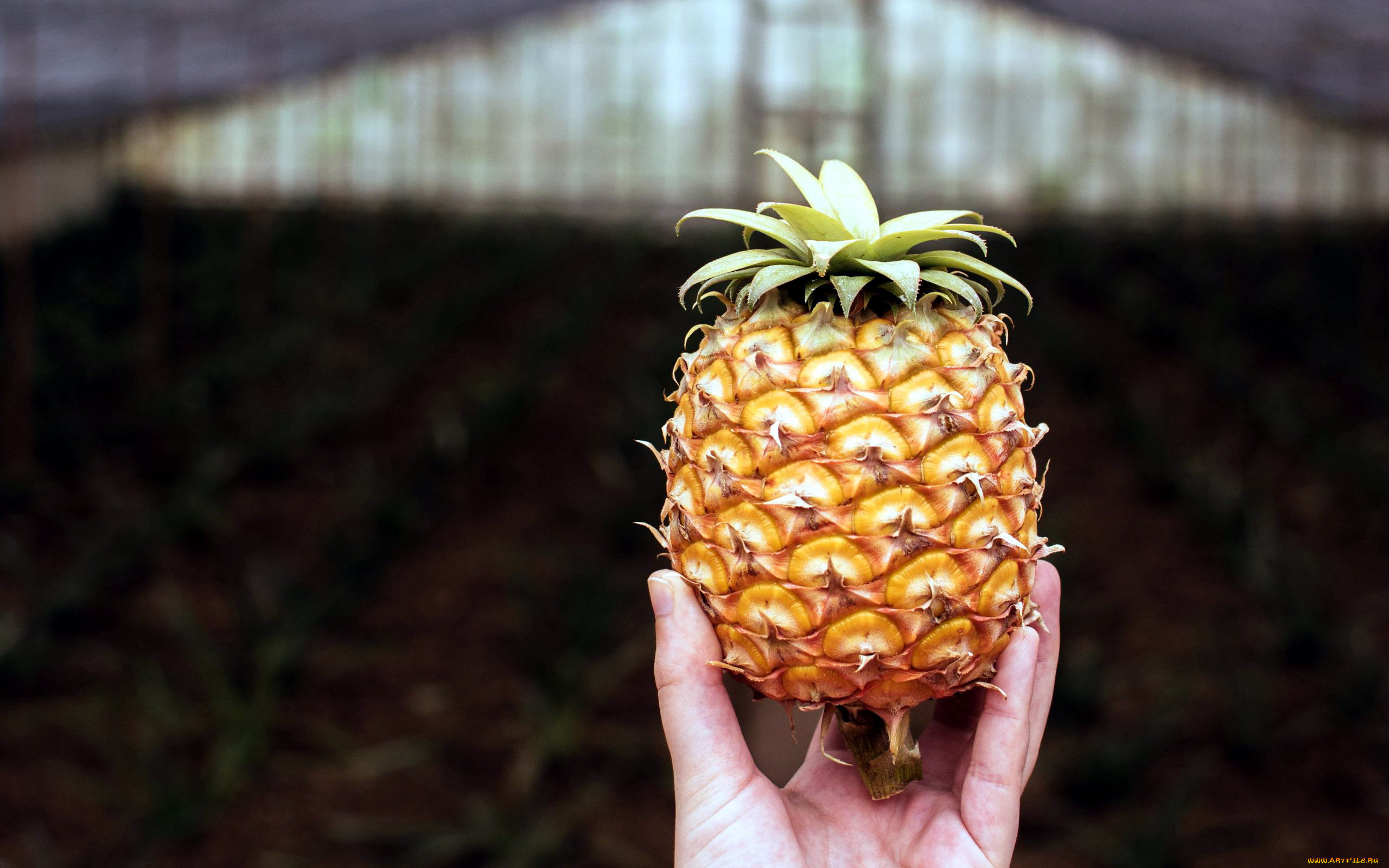 еда, ананас, экзотика