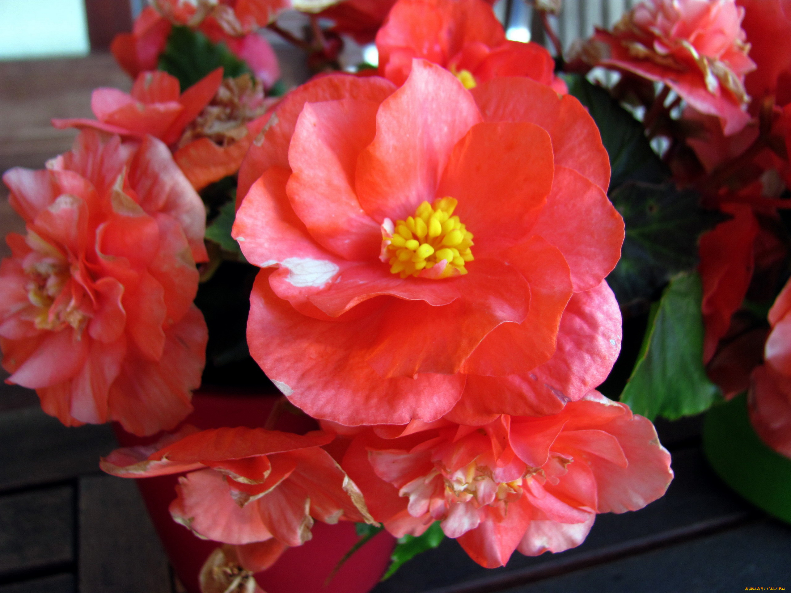 цветы, бегония, розовая, макро