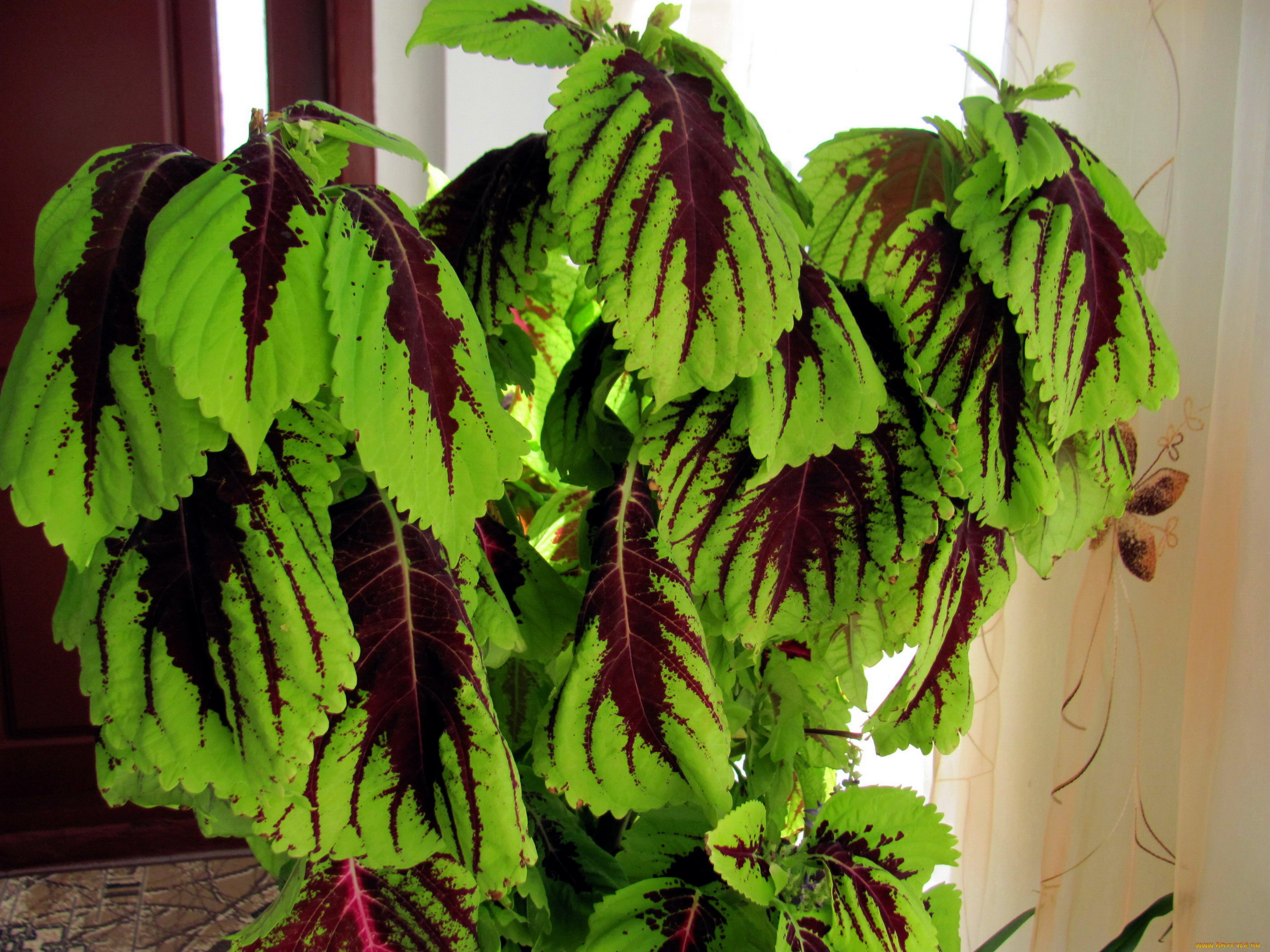 цветы, листья