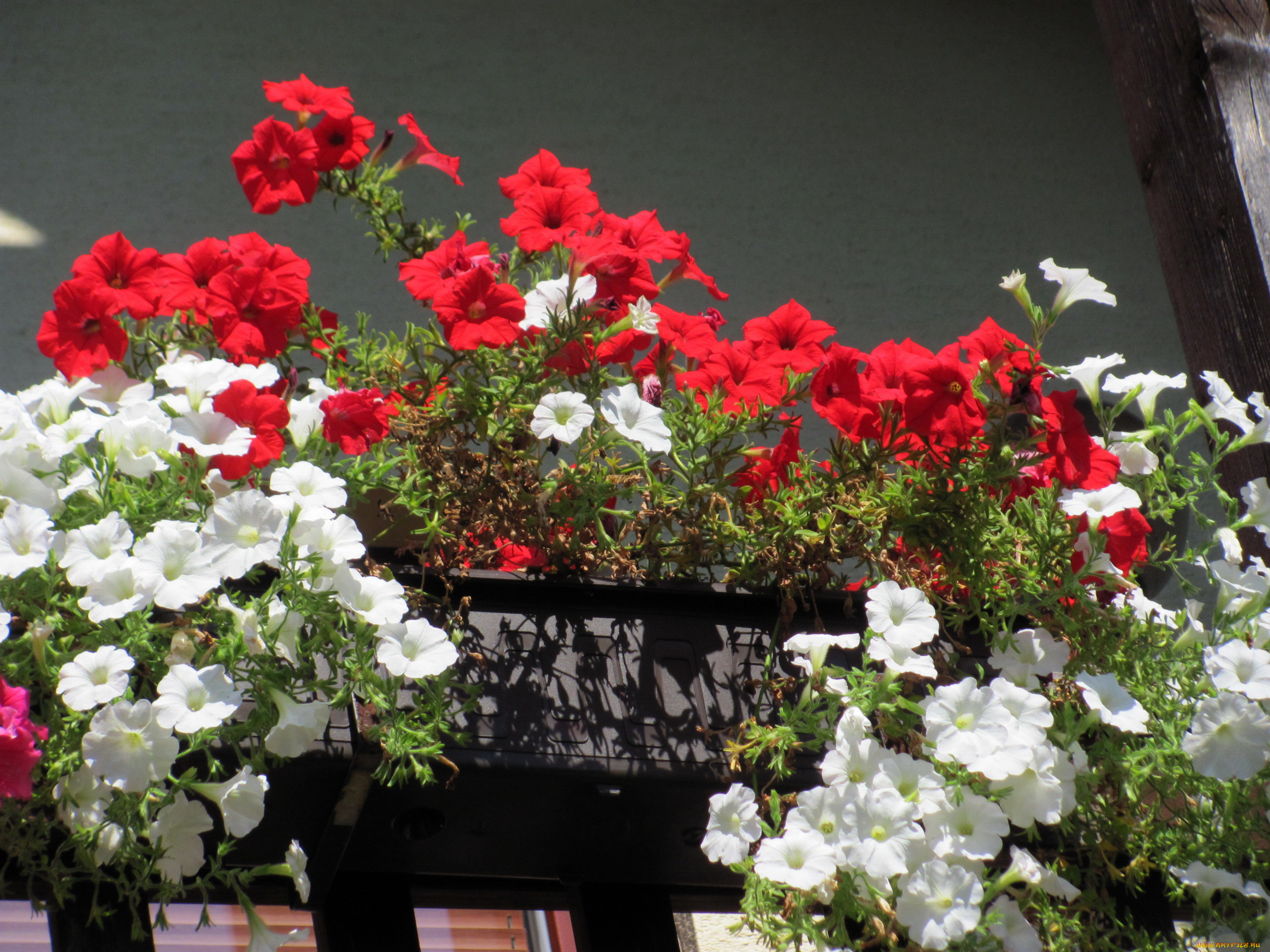 цветы, петунии, , калибрахоа, алые, белые