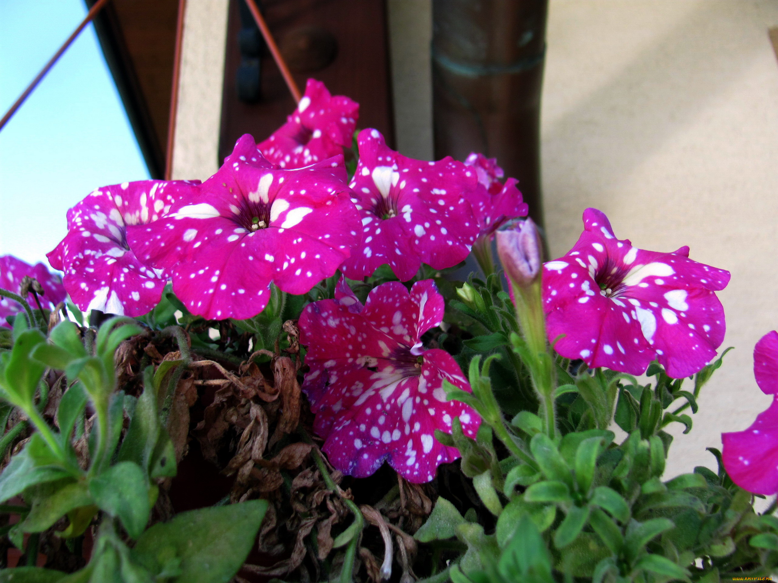 цветы, петунии, , калибрахоа, крапинки