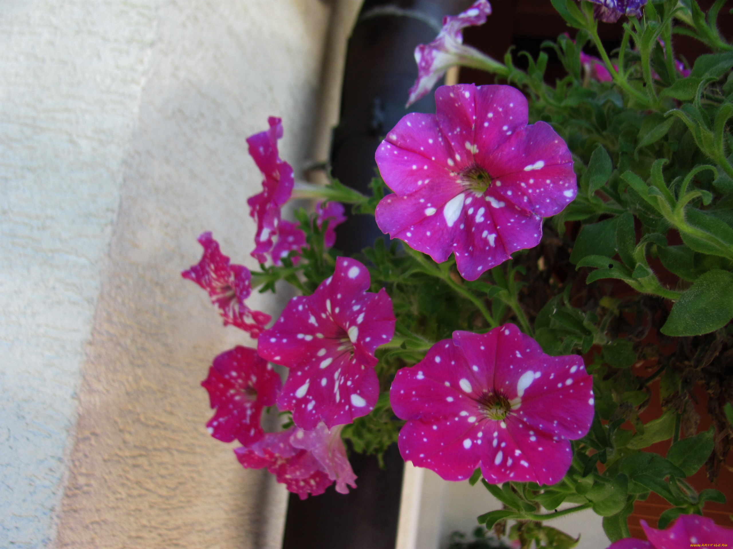 цветы, петунии, , калибрахоа, крапинки