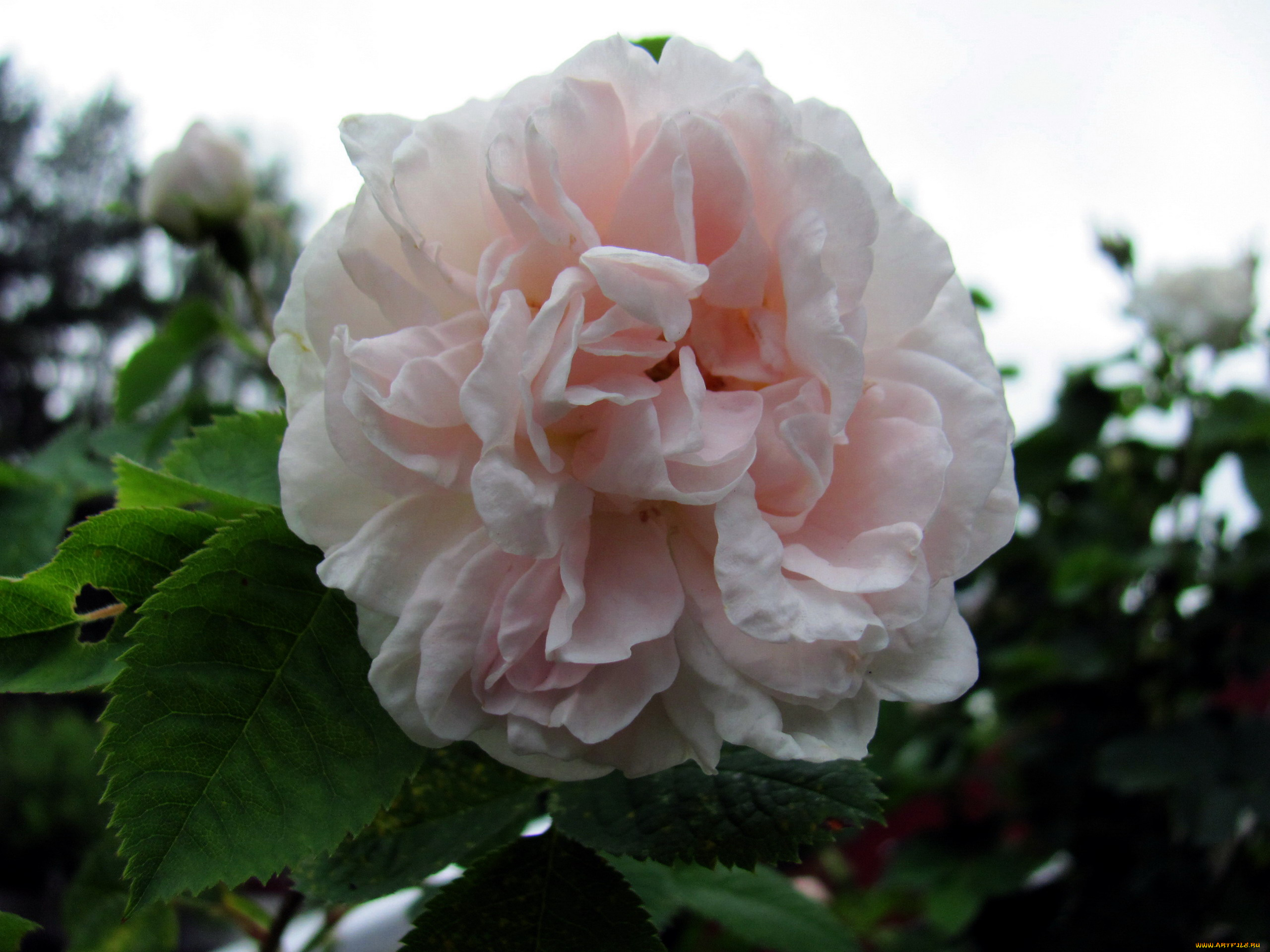 цветы, розы, макро