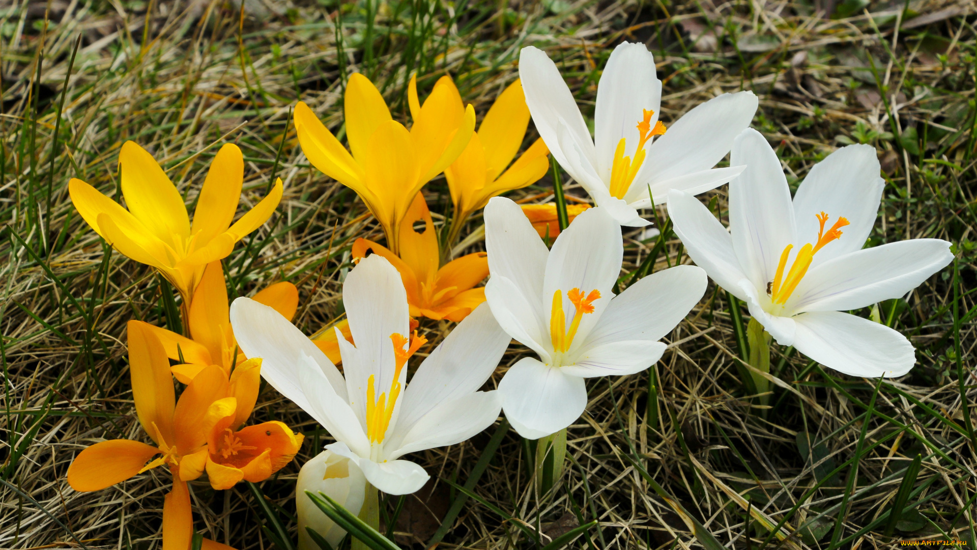цветы, крокусы