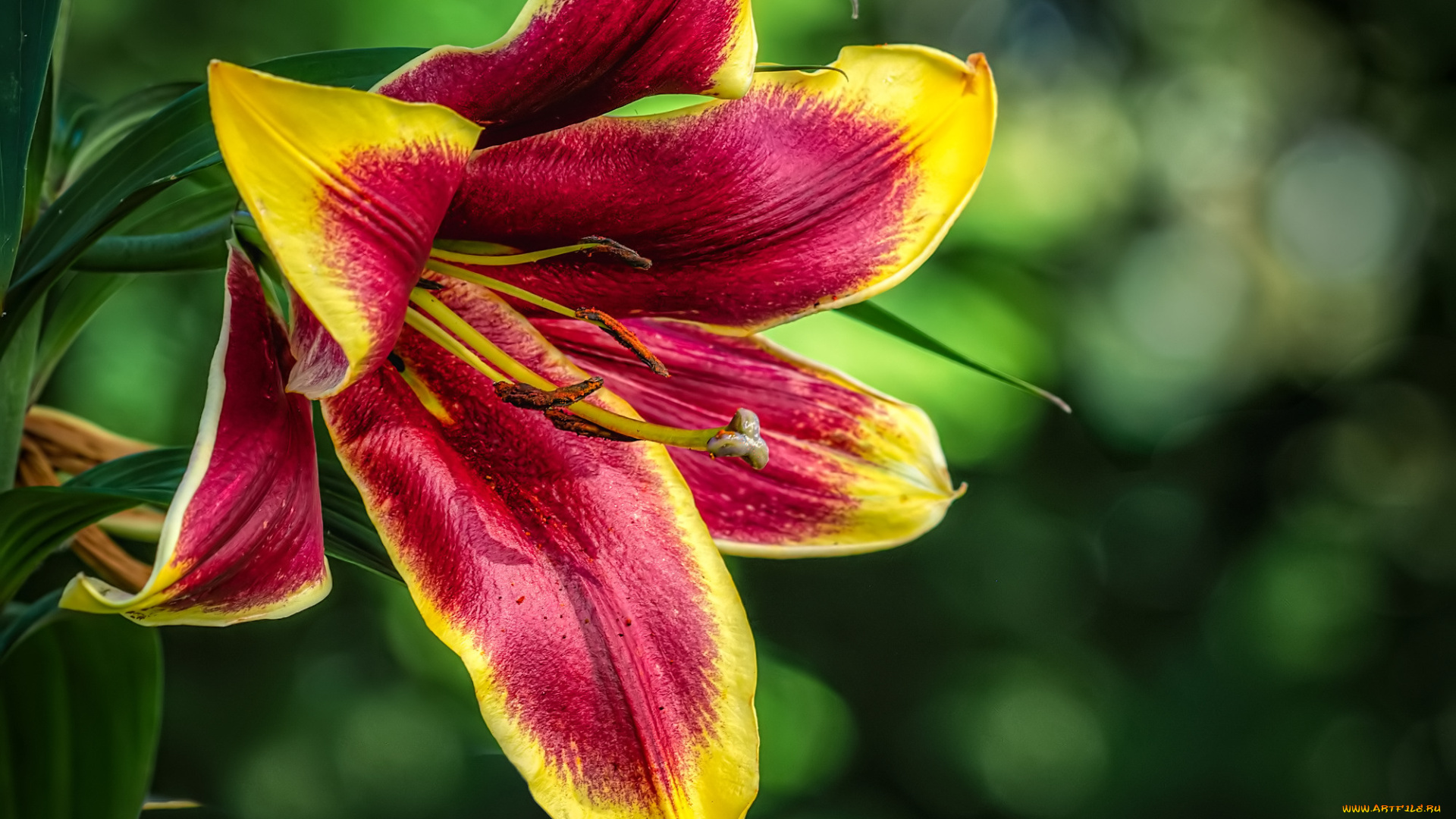 цветы, лилии, , лилейники, лилия