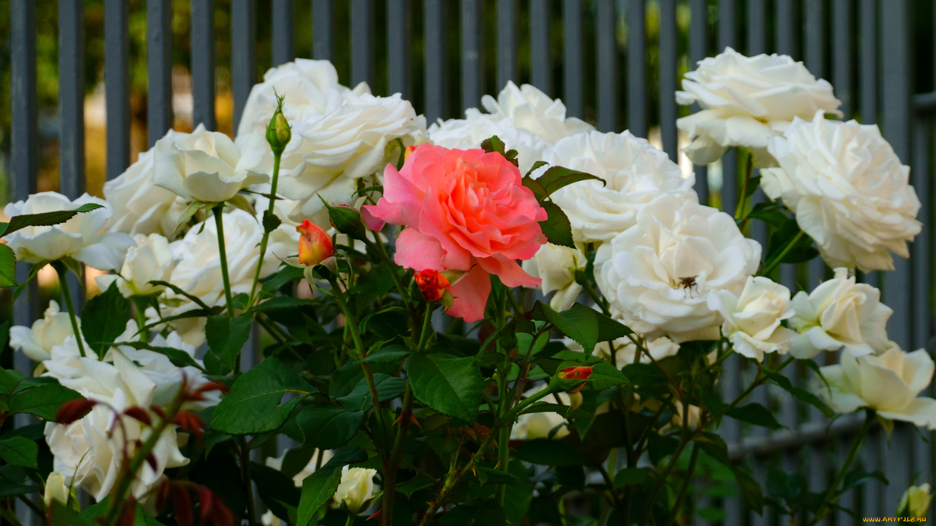 цветы, розы