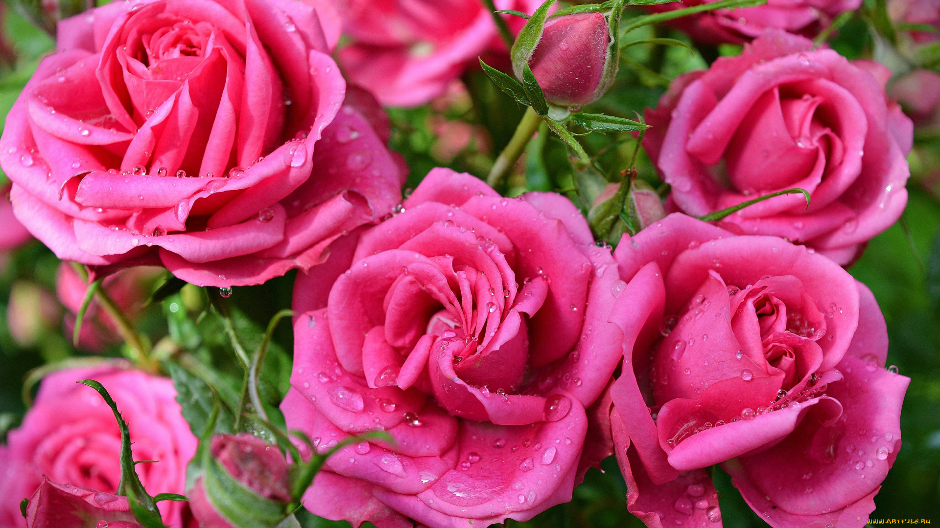 цветы, розы, розовые