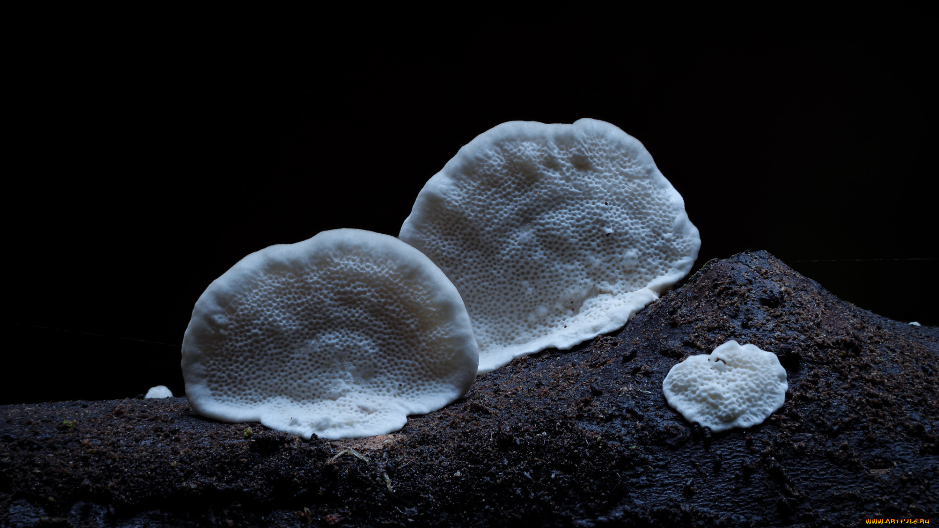 природа, грибы