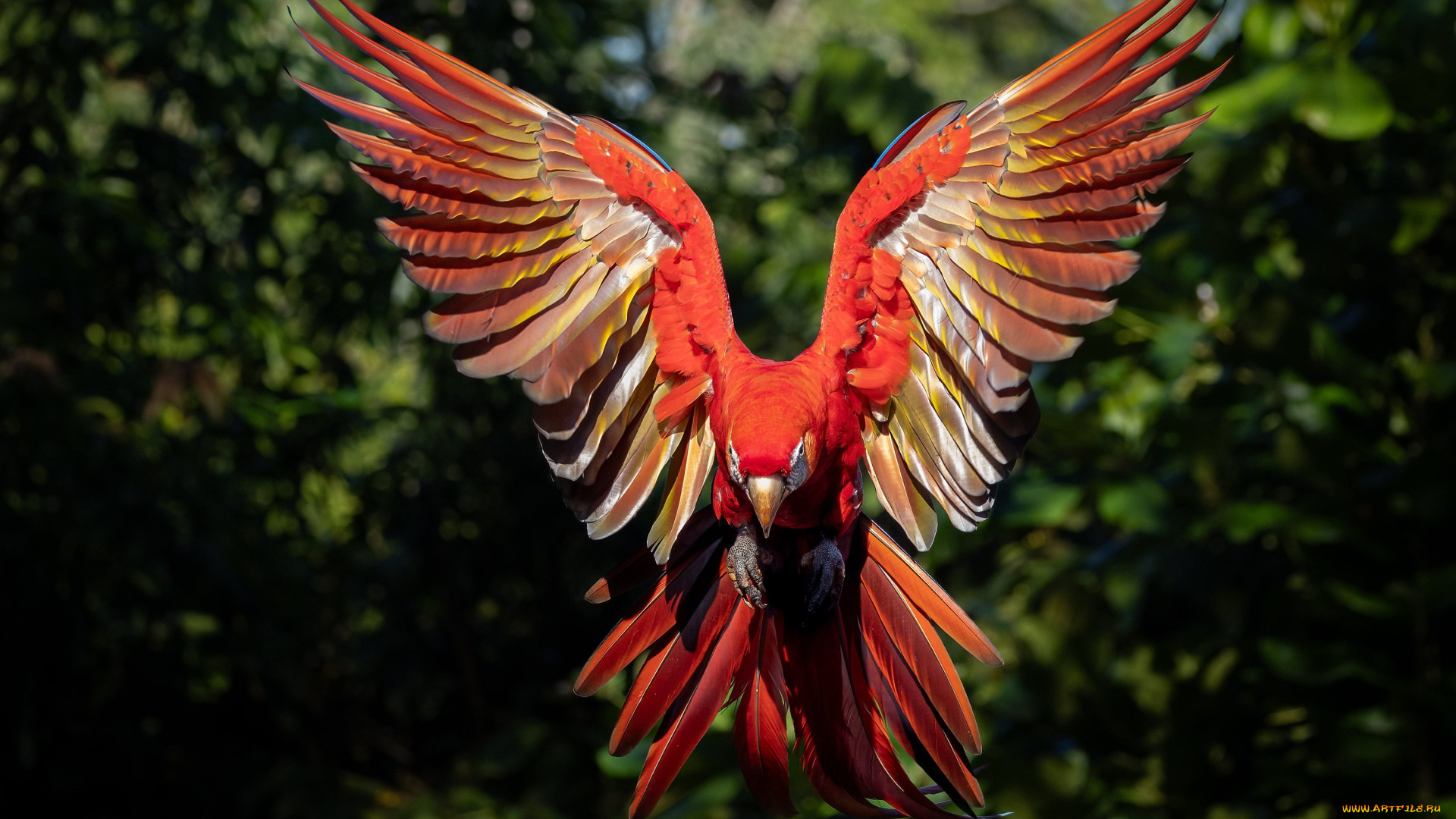 рисованное, животные, , птицы, , попугаи, полет, красный, птица, попугай, ара