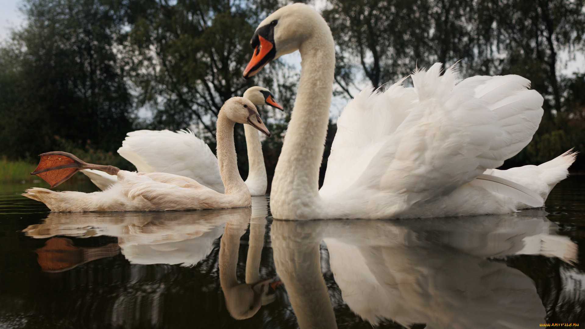 животные, лебеди, лебедь