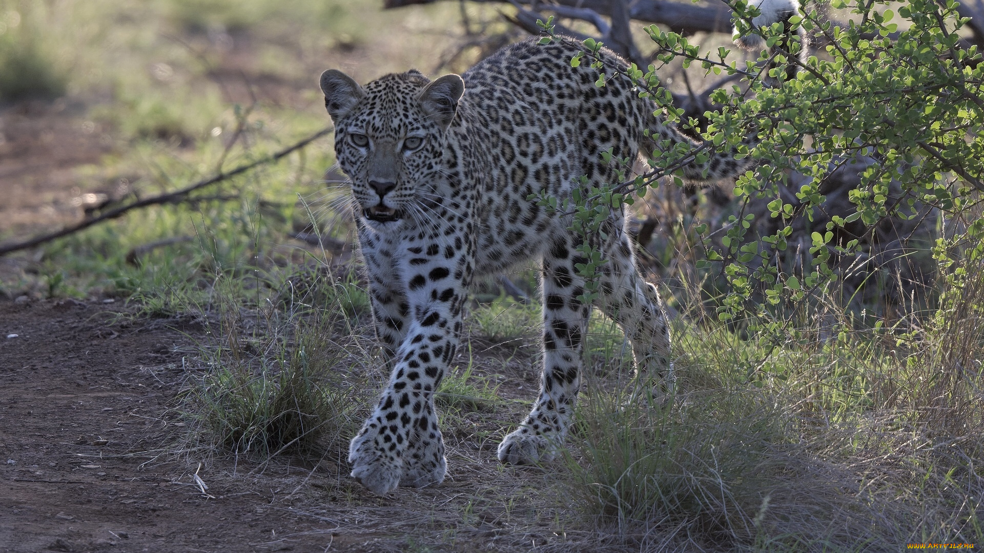 животные, леопарды, леопард
