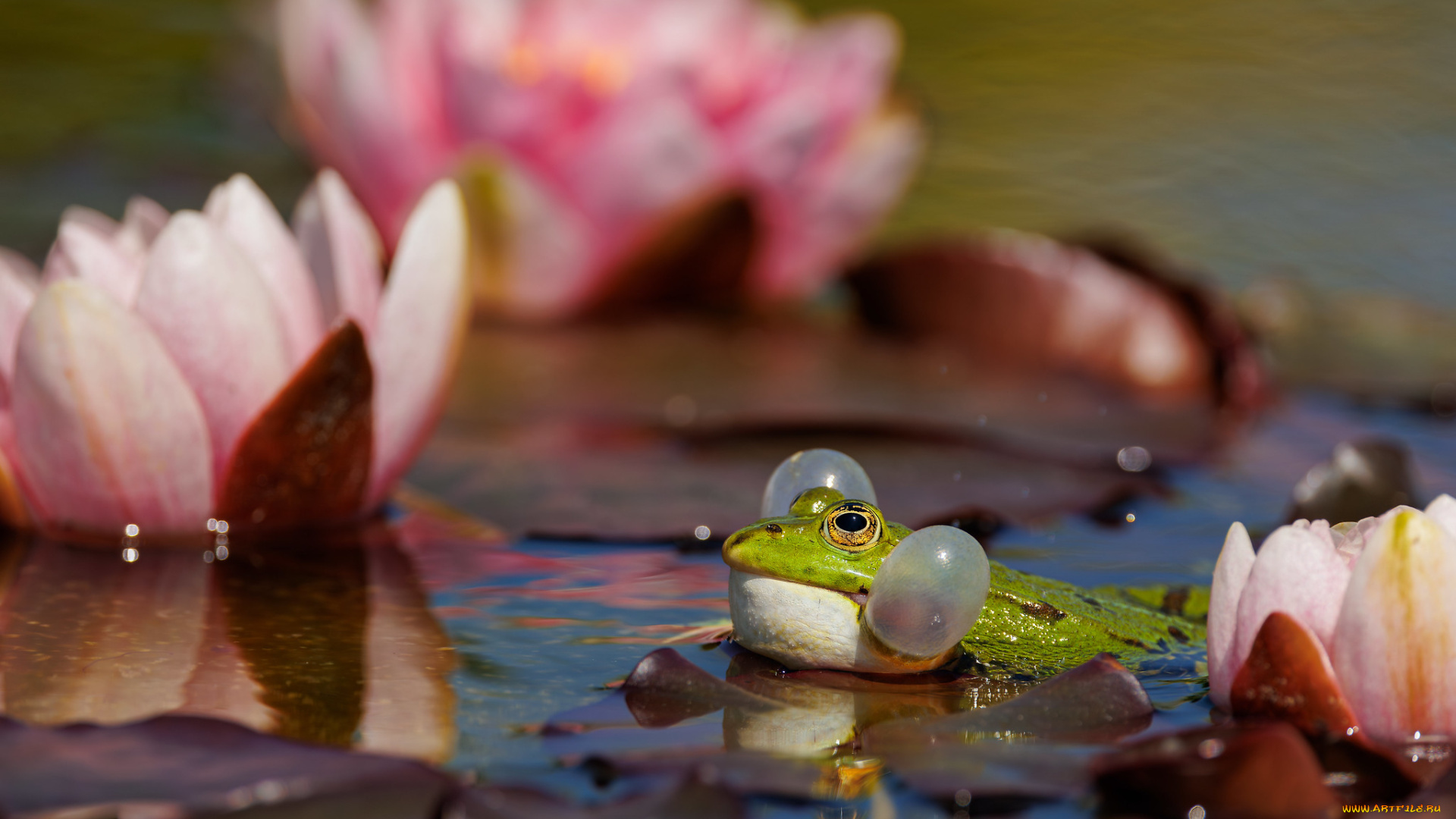 животные, лягушки, лягушка