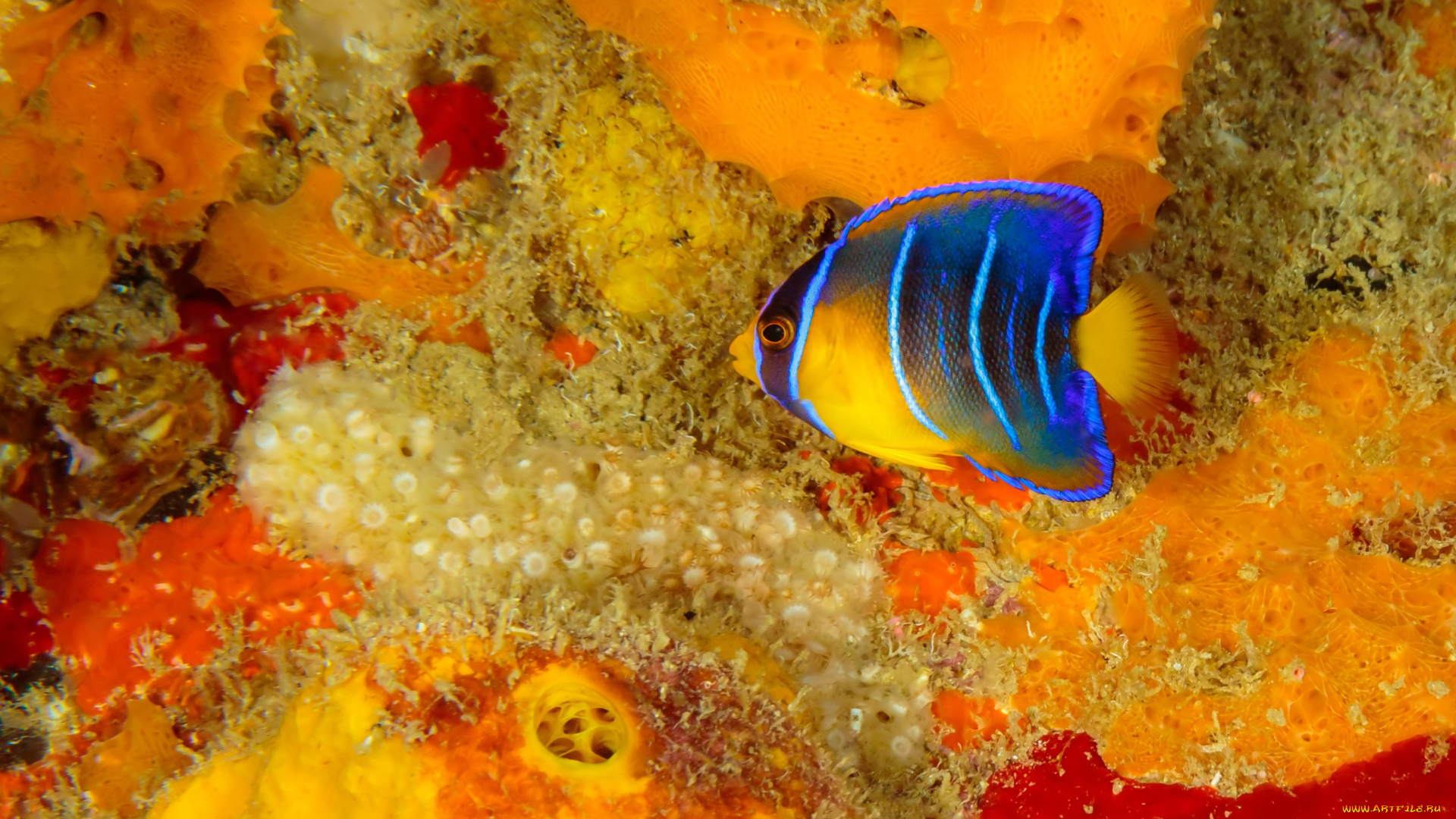 животные, рыбы, рыба