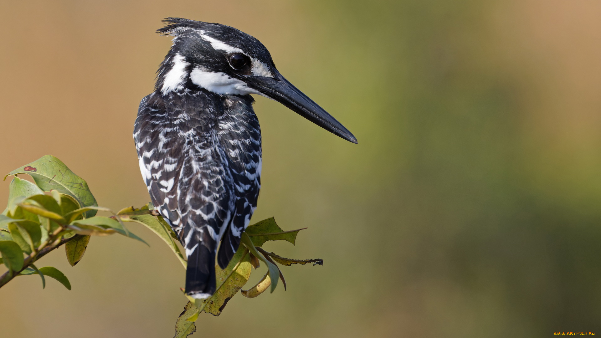 животные, зимородки, зимородок