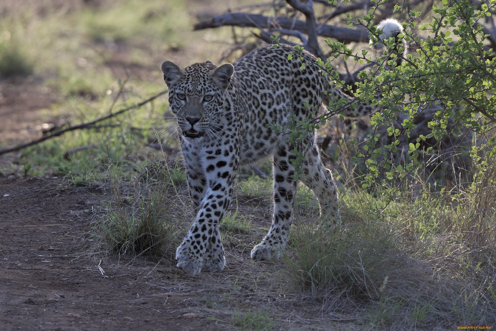 животные, леопарды, леопард