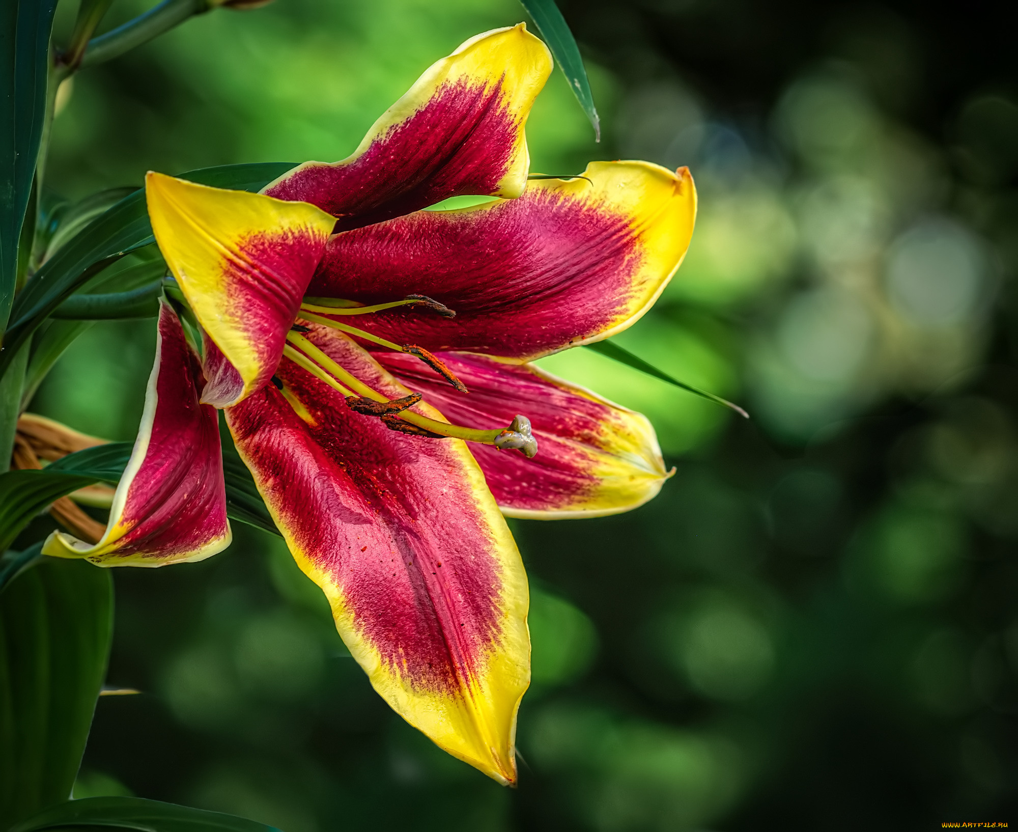 цветы, лилии, , лилейники, лилия