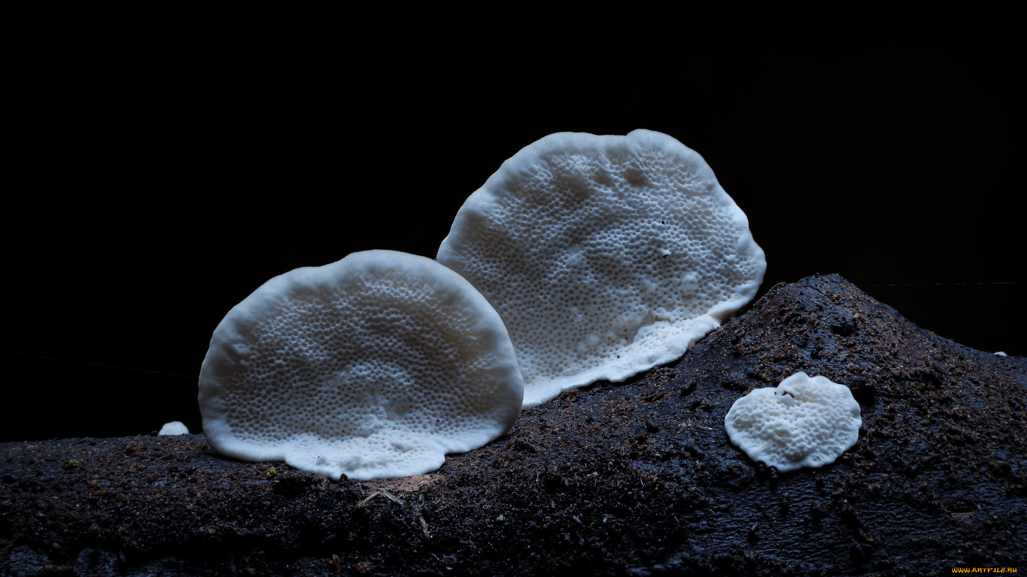 природа, грибы