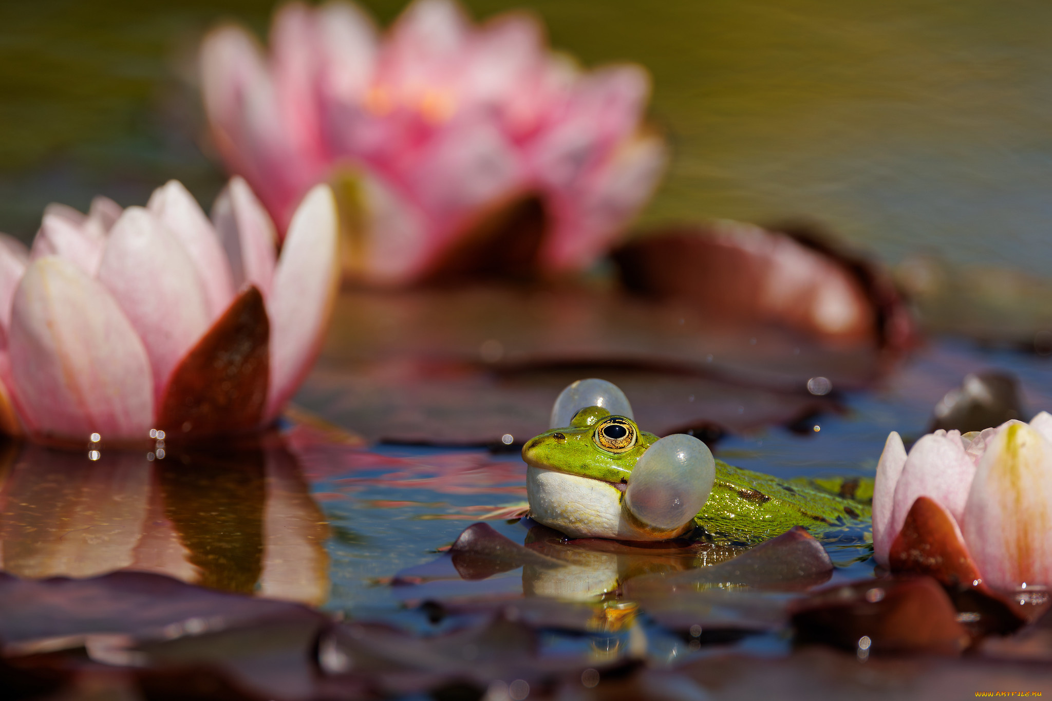 животные, лягушки, лягушка