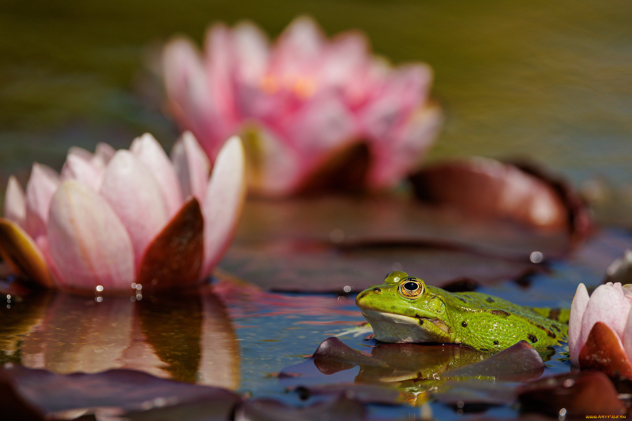животные, лягушки, лягушка