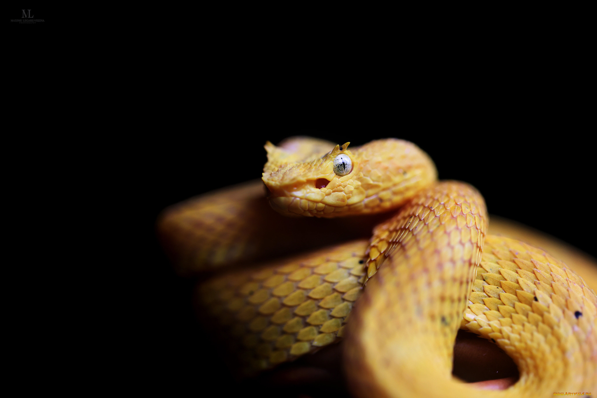 животные, змеи, , питоны, , кобры, змея