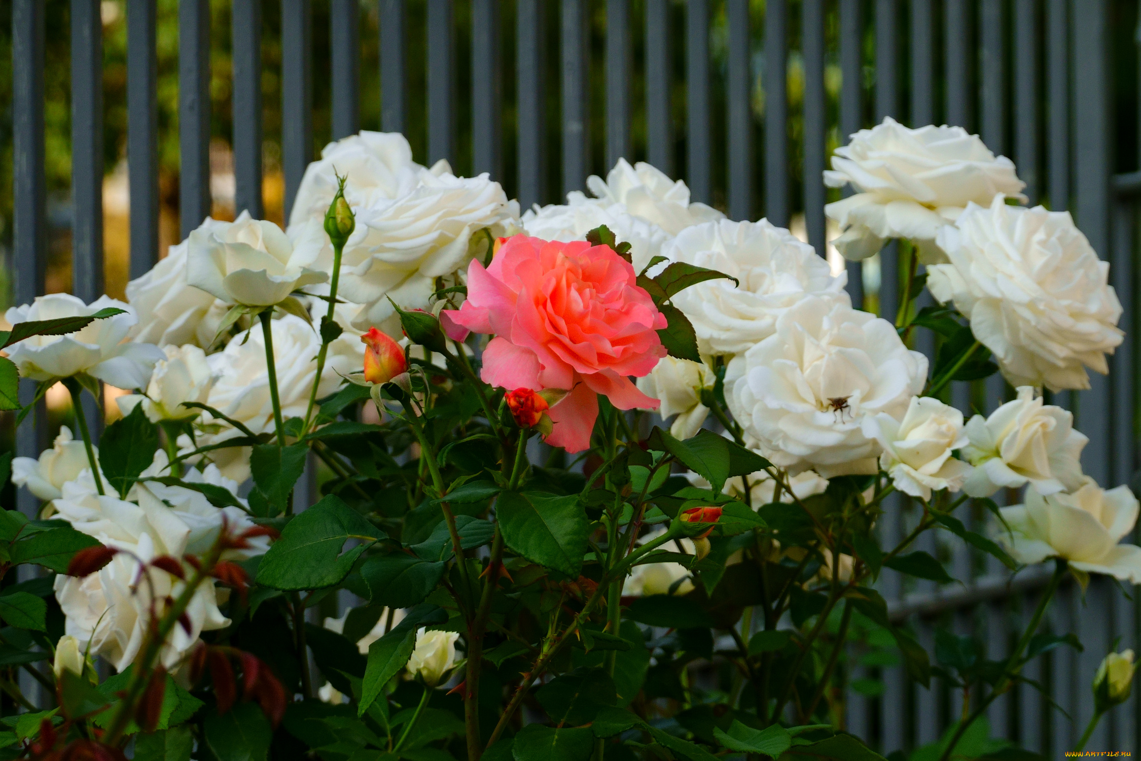 цветы, розы