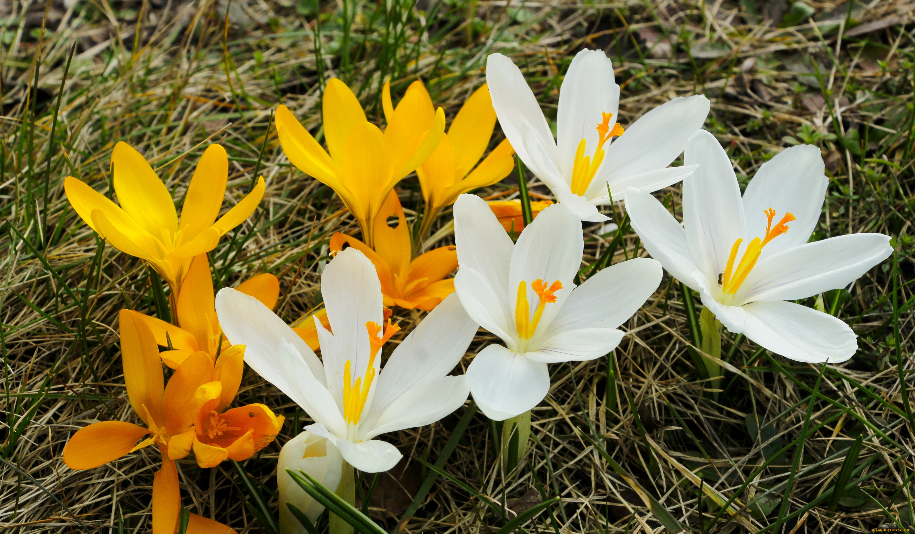 цветы, крокусы