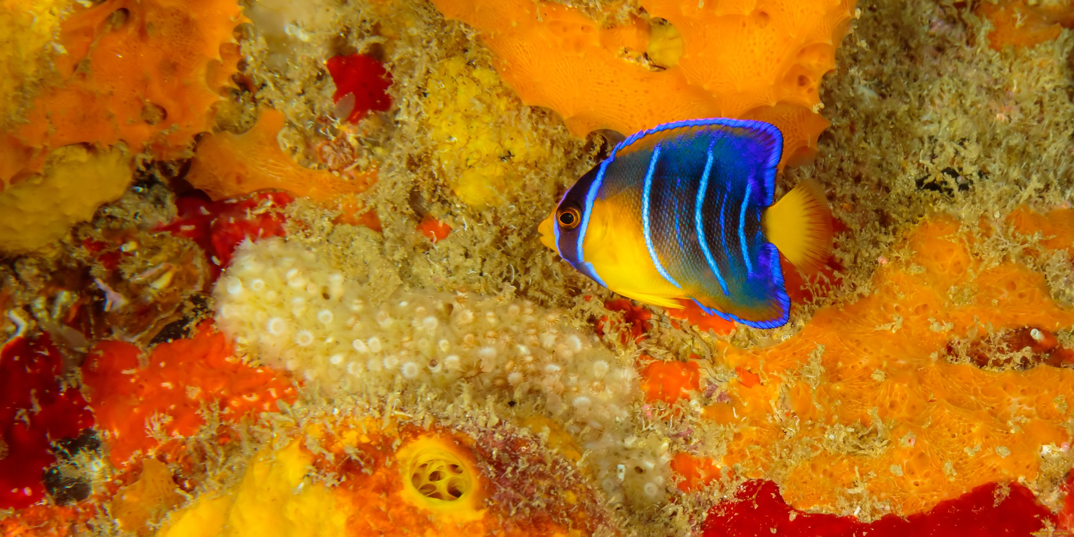 животные, рыбы, рыба