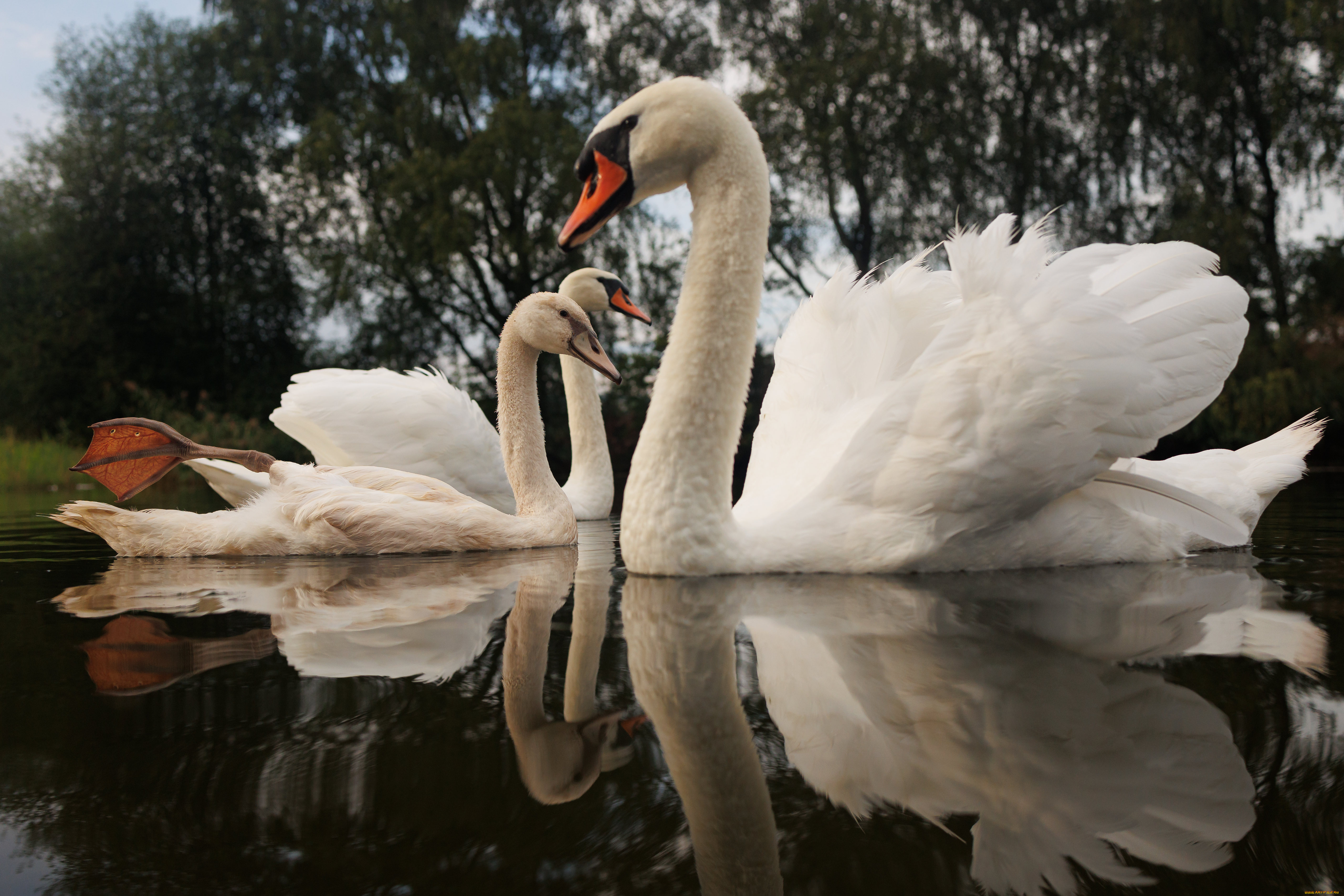 животные, лебеди, лебедь